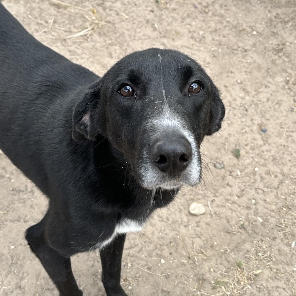 Matcha, a Adoptable mixed breed in Edinburg, TX image 6/6