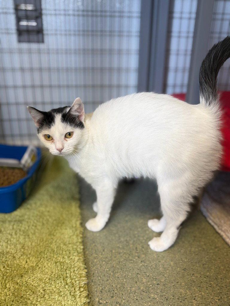 Sue Ellen, Adoptable, Adult Female Domestic Short Hair.