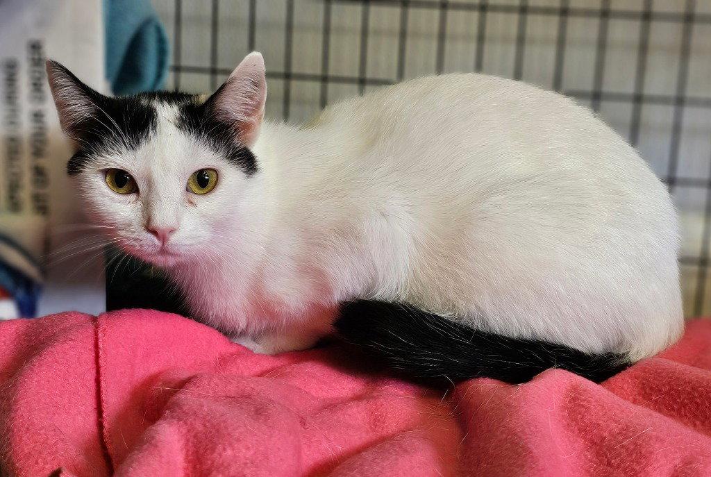 Enlarge Sue Ellen, a Adoptable Domestic Short Hair in Lovingston, VA image 2/3