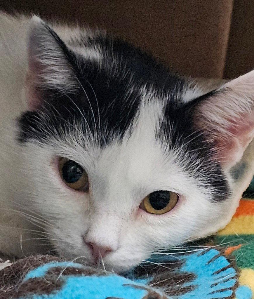 Enlarge Sue Ellen, a Adoptable Domestic Short Hair in Lovingston, VA image 3/3