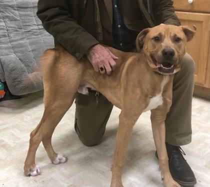 Enlarge Buddy, an adopted mixed breed in Boyne City, MI image 2/2