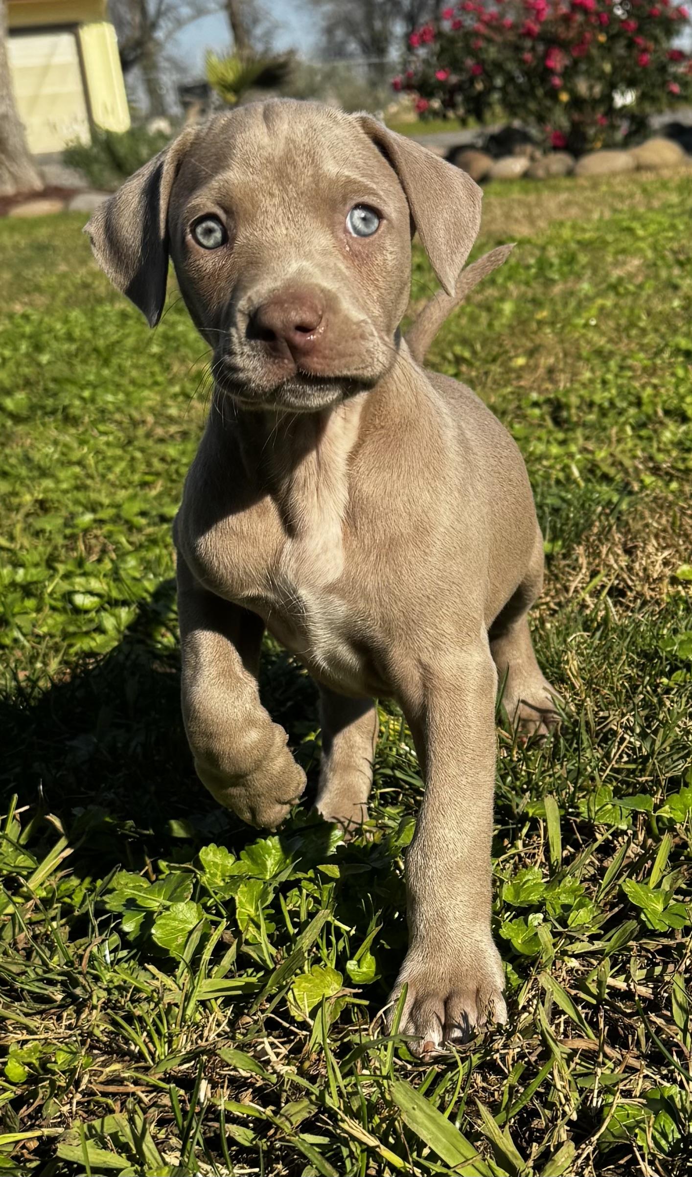 Ivy, ADOPTABLE, Puppy Female Weimaraner & Pit Bull Terrier.