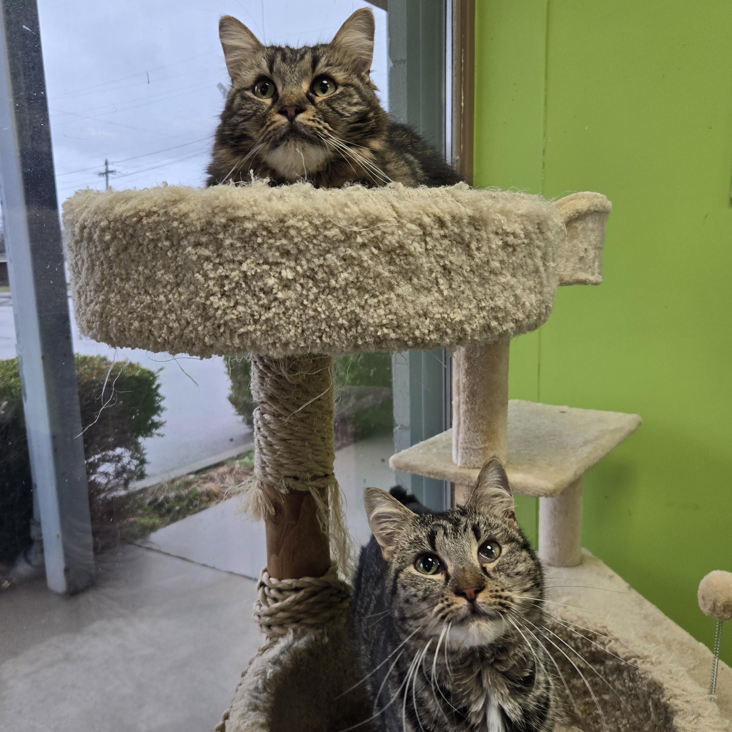 Enlarge Melody & Minuet, an adopted Domestic Short Hair in Richmond, KY image 1/5