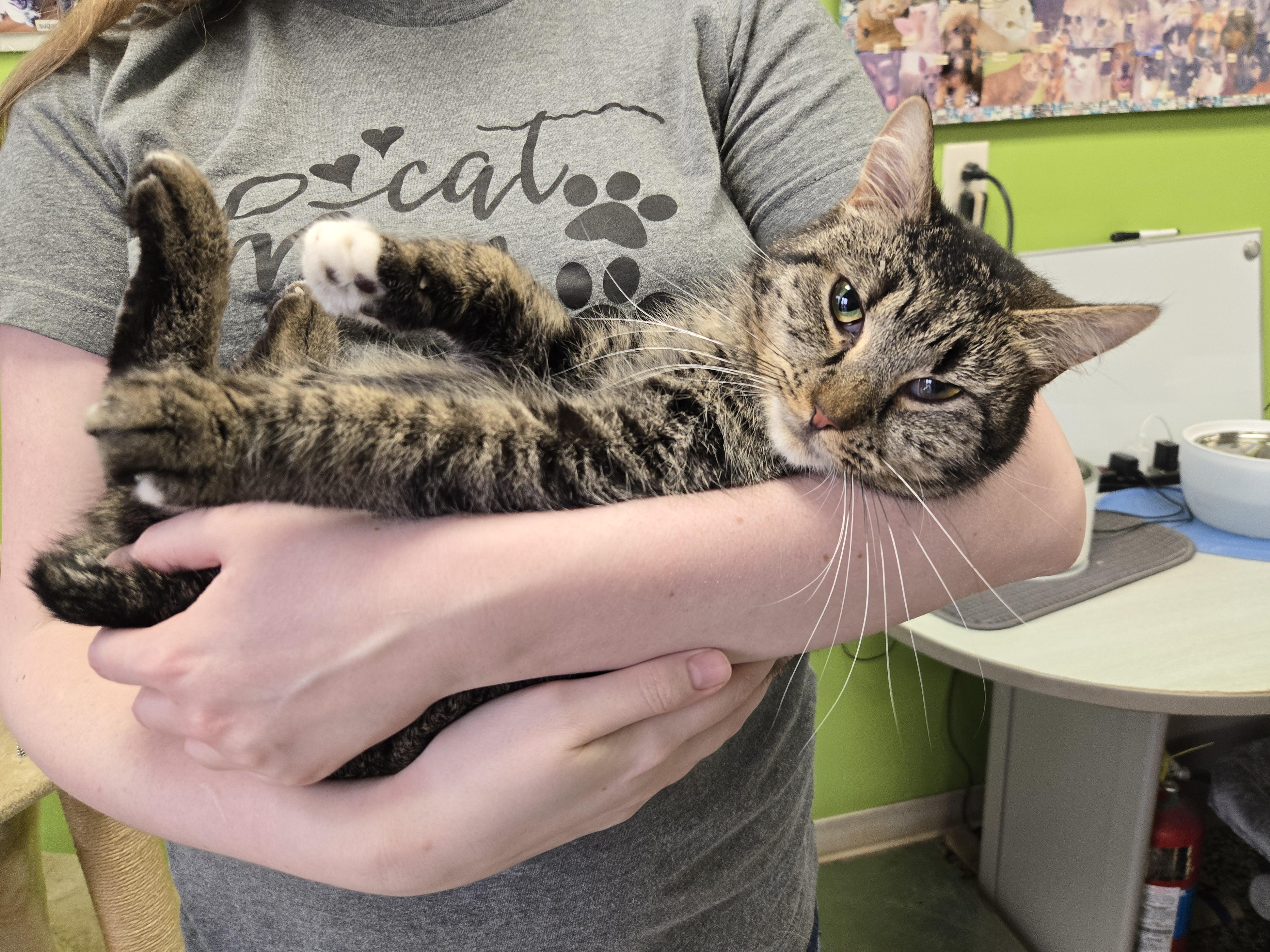 Enlarge Melody & Minuet, an adopted Domestic Short Hair in Richmond, KY image 5/5