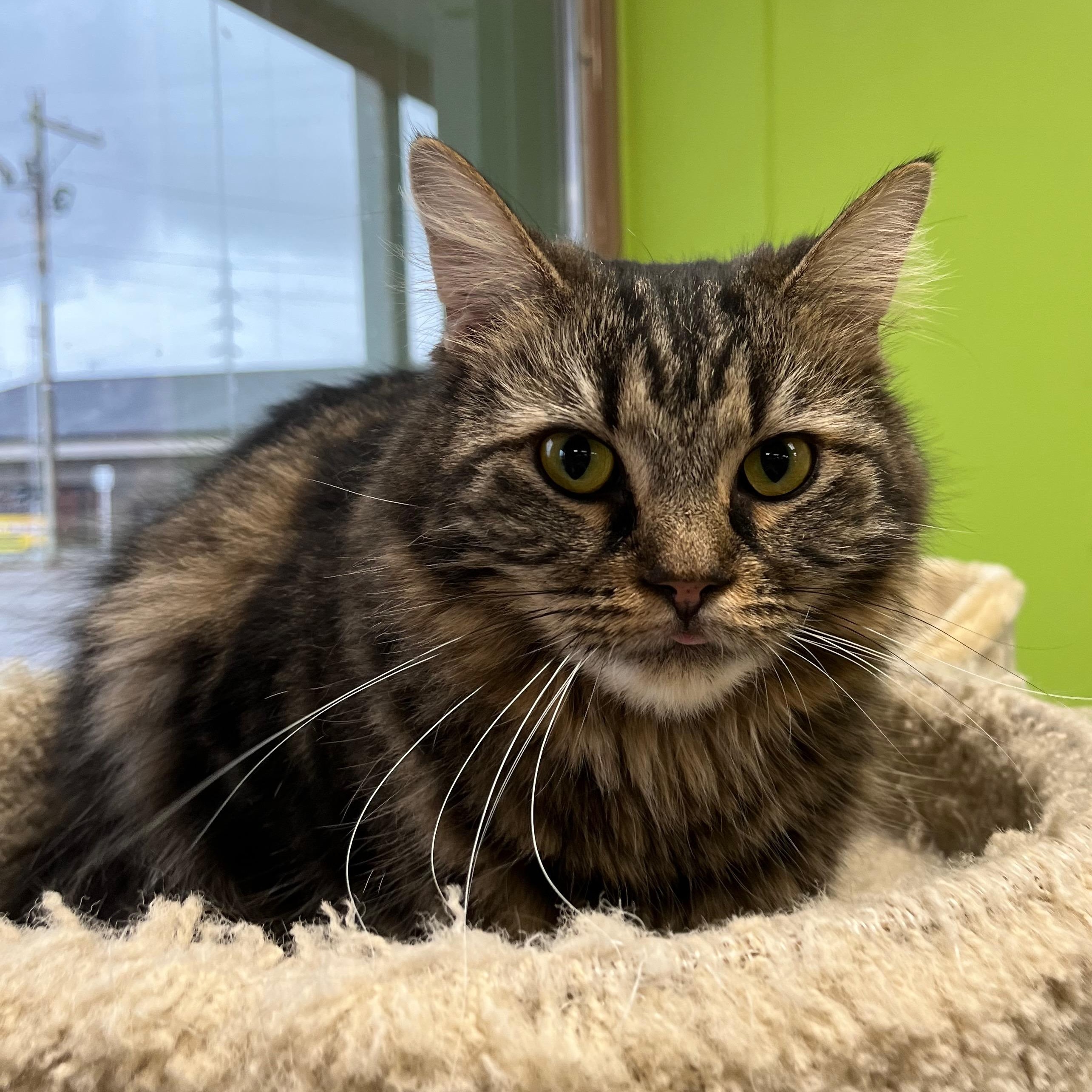 Enlarge Melody & Minuet, an adopted Domestic Short Hair in Richmond, KY image 3/5