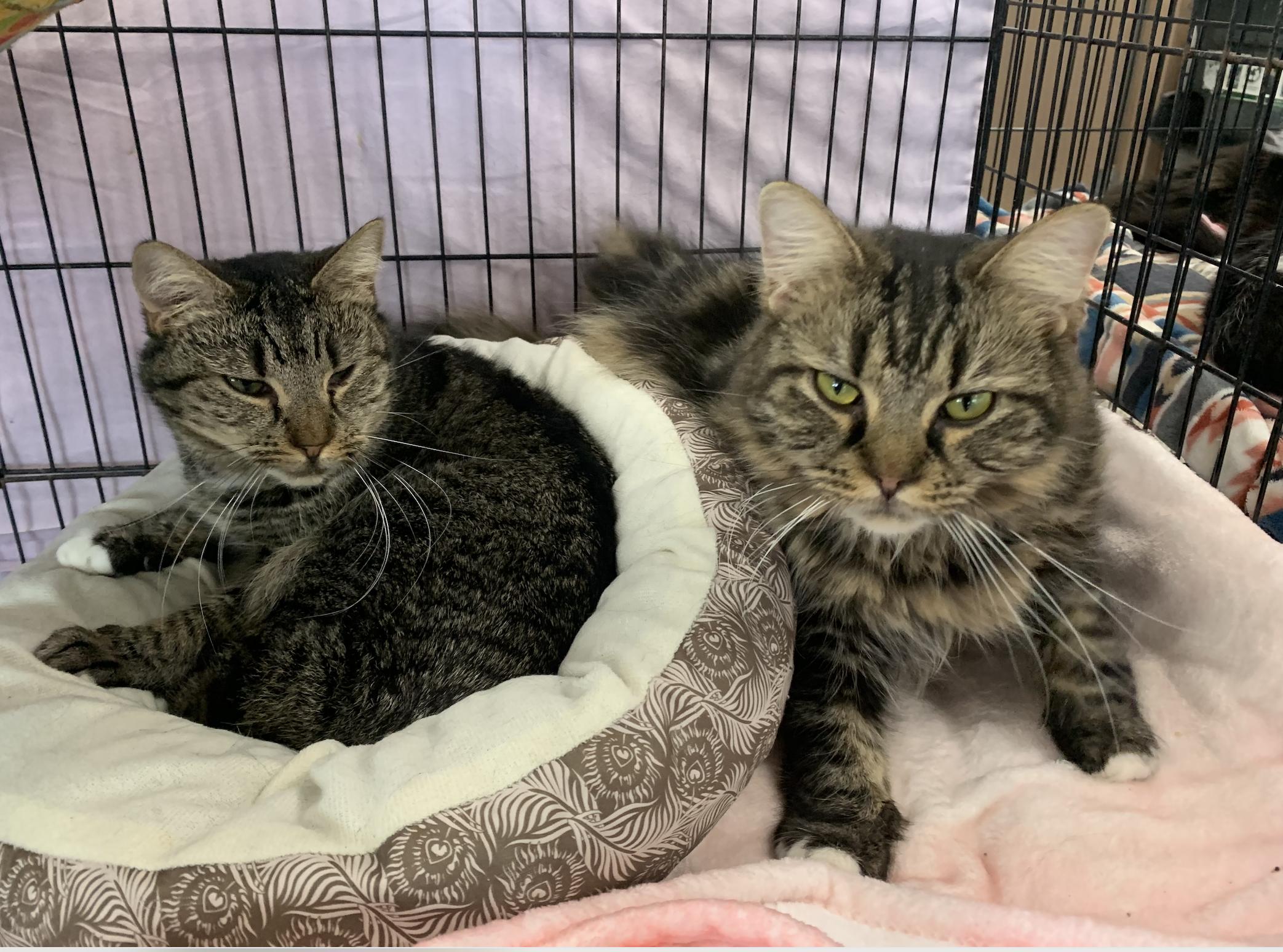 Enlarge Melody & Minuet, an adopted Domestic Short Hair in Richmond, KY image 2/5