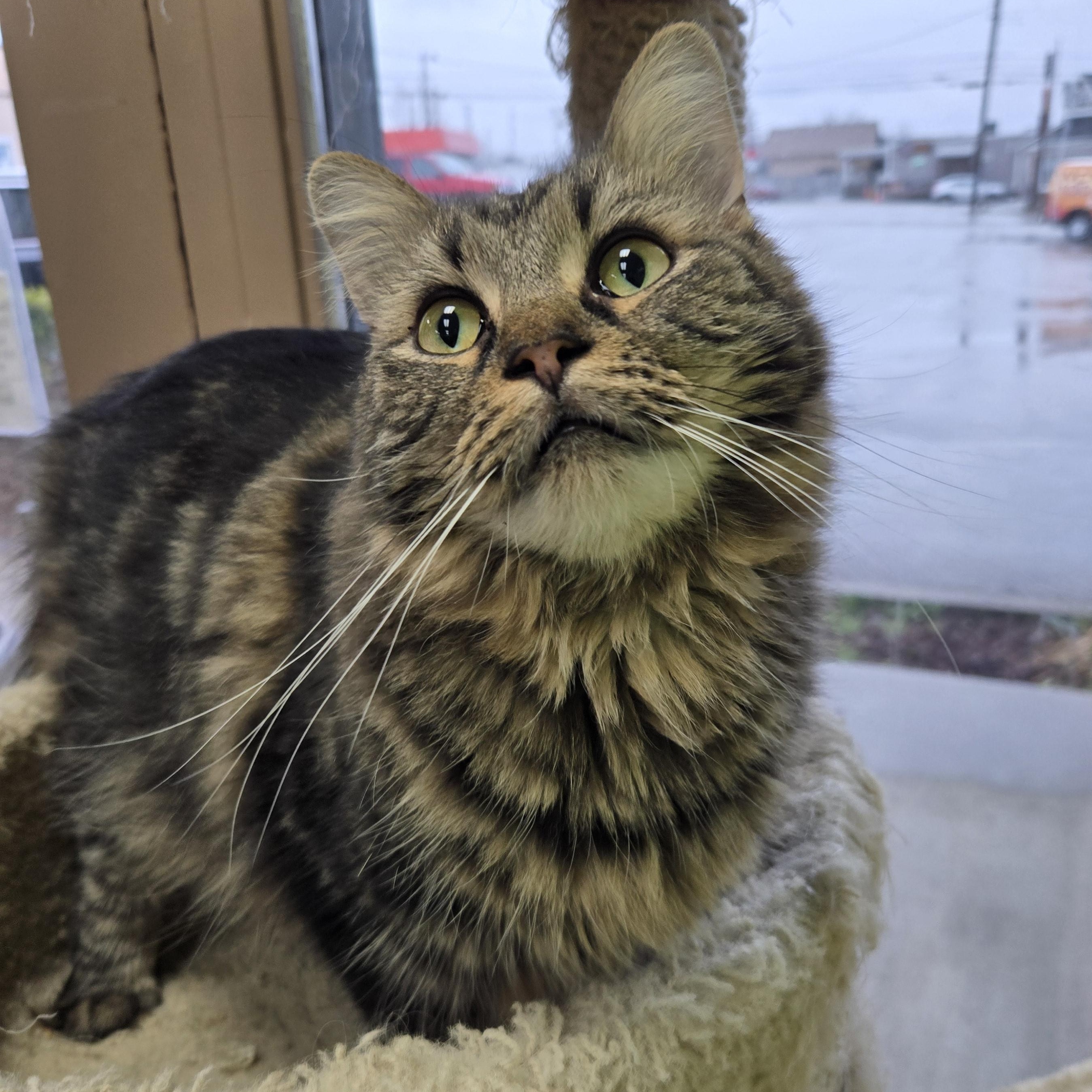 Enlarge Melody & Minuet, an adopted Domestic Short Hair in Richmond, KY image 4/5