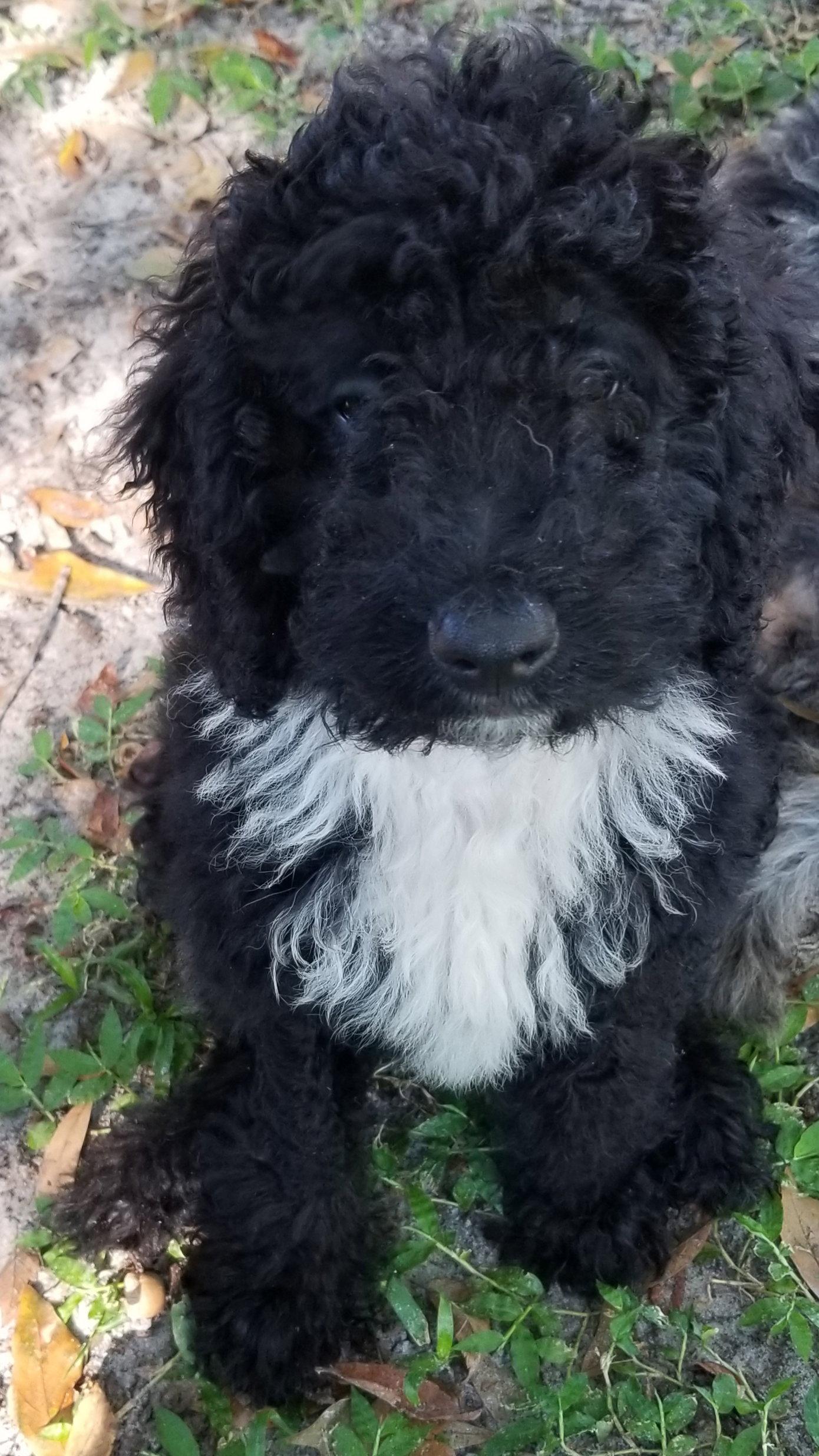 Samson, Adopted, Puppy Male Bernese Mountain Dog & Standard Poodle.