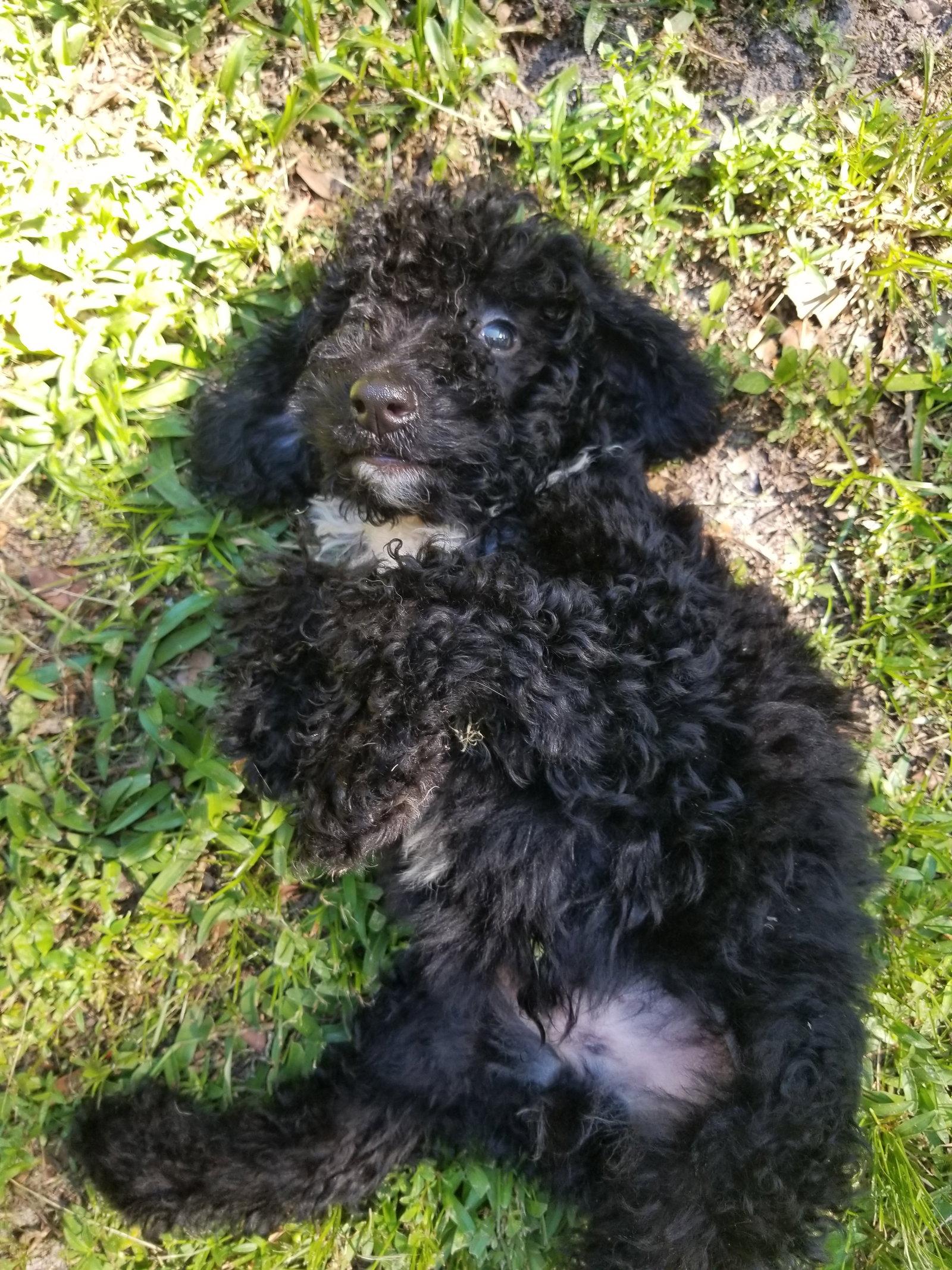 Samson, a Adopted mixed breed in Valrico, FL image 2/3