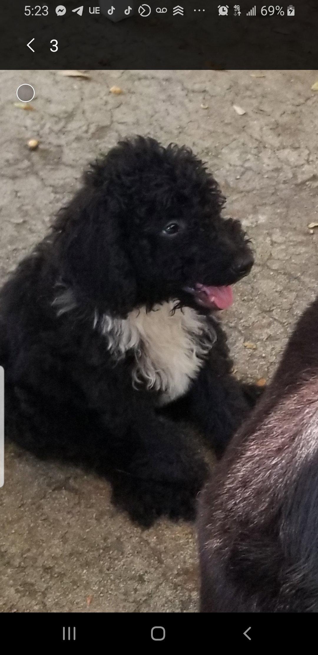 Samson, a Adopted mixed breed in Valrico, FL image 3/3