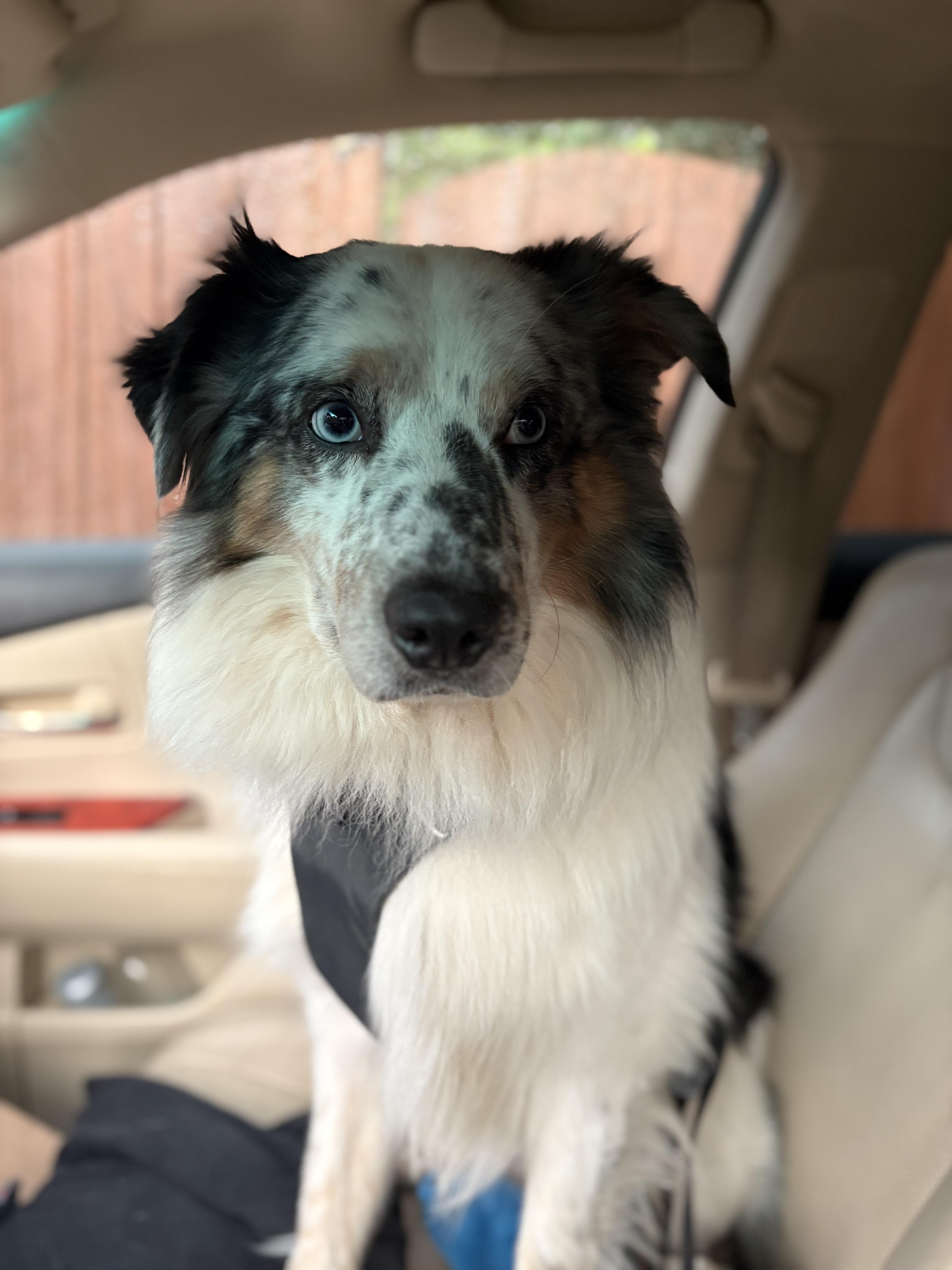 Enlarge Boone, an adoptable Australian Shepherd in Alexandria, VA image 3/6