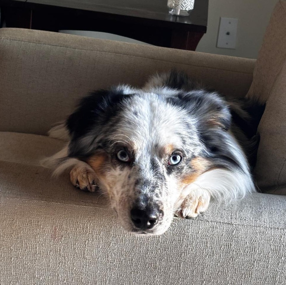 Boone, ADOPTABLE, Adult Male Australian Shepherd.