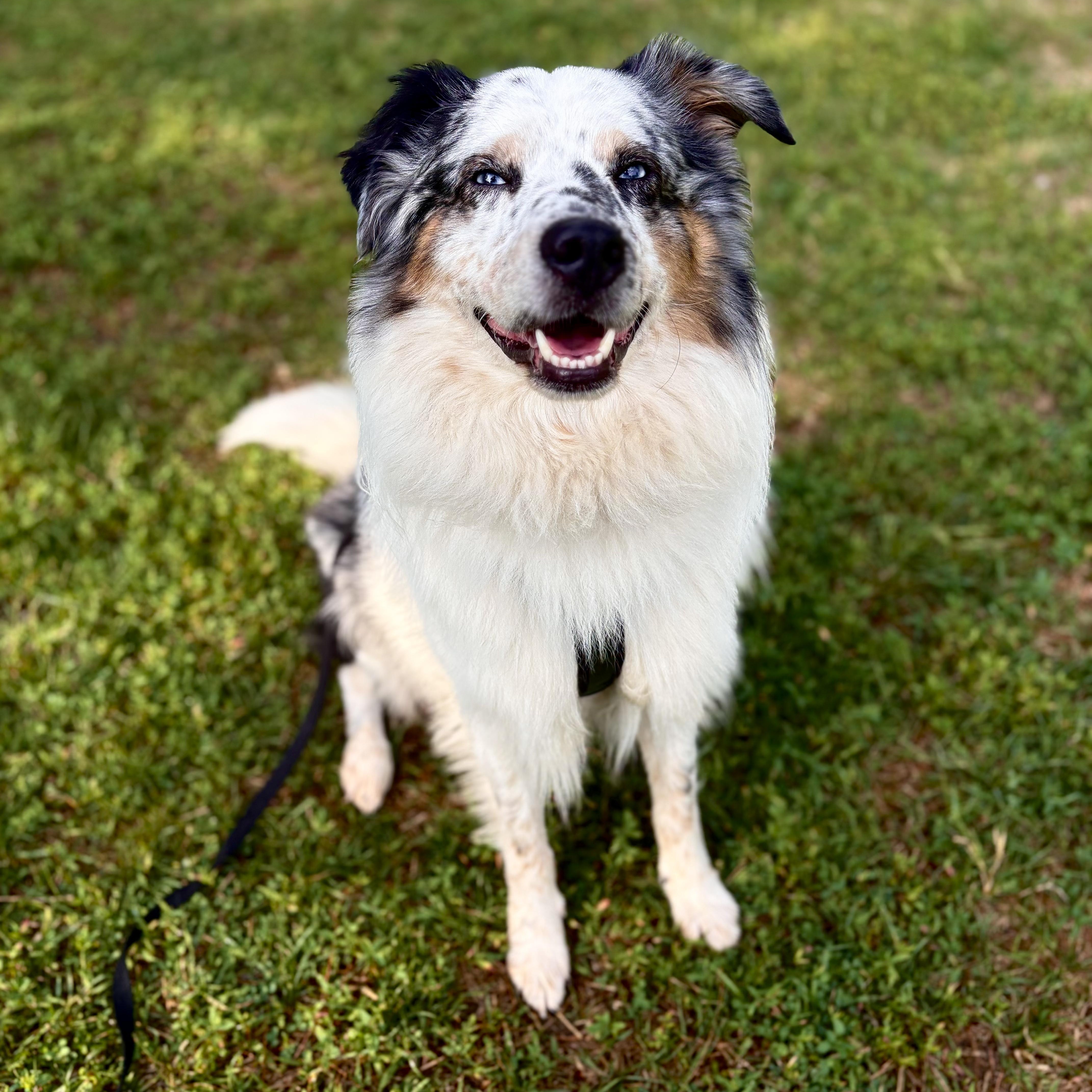 Enlarge Boone, an adoptable Australian Shepherd in Alexandria, VA image 1/6