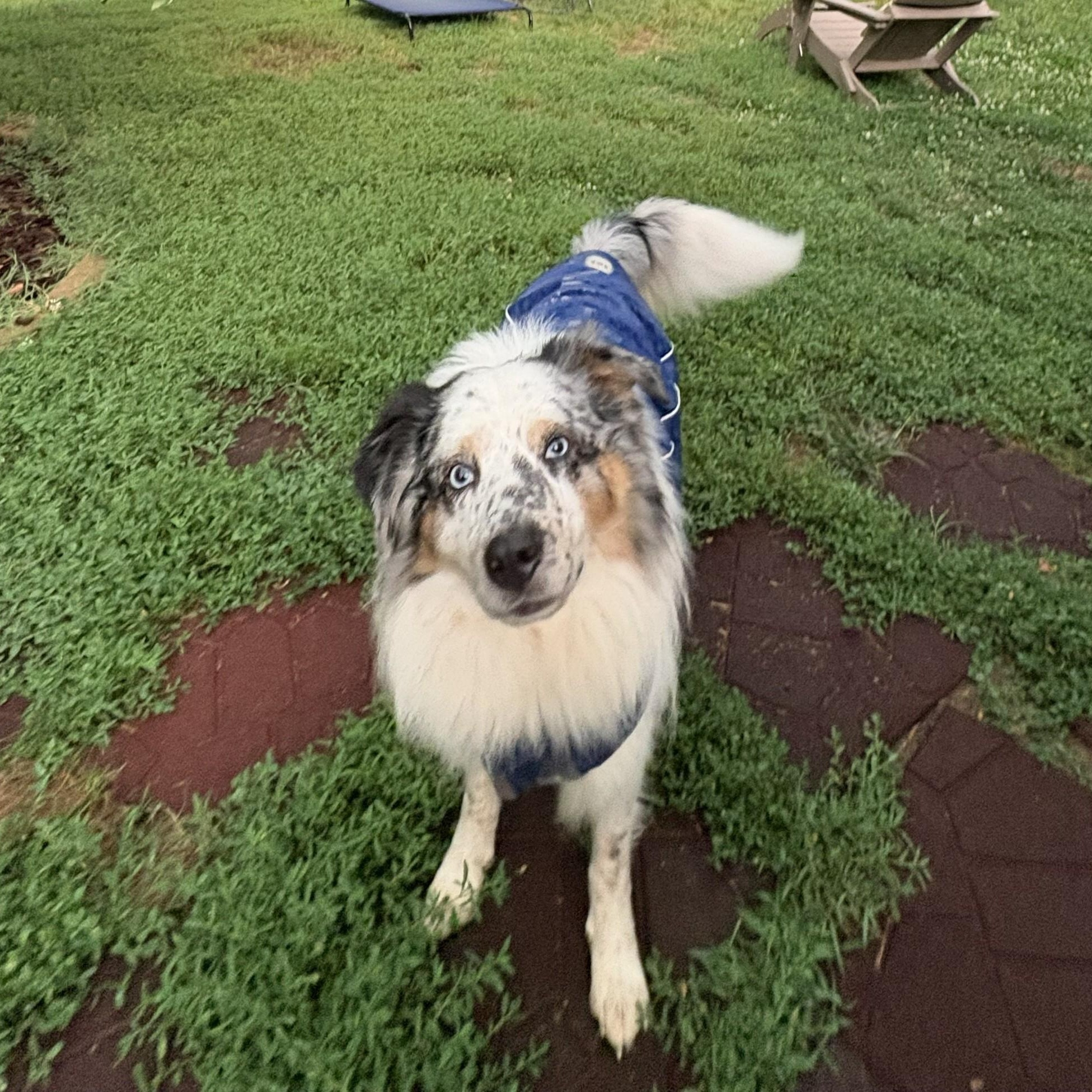 Enlarge Boone, an adoptable Australian Shepherd in Alexandria, VA image 2/6