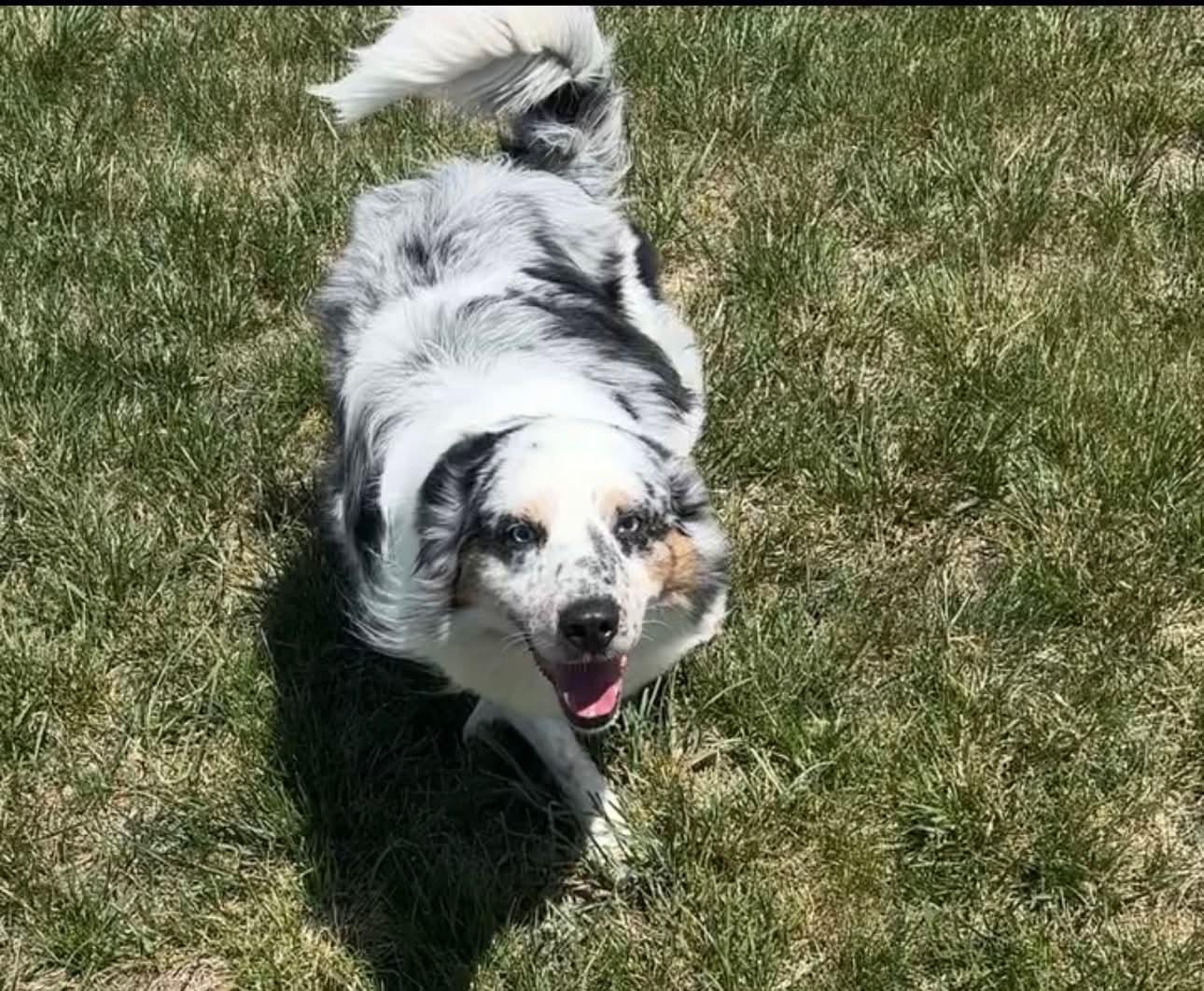 Boone, a ADOPTABLE Australian Shepherd in Alexandria, VA image 2/4