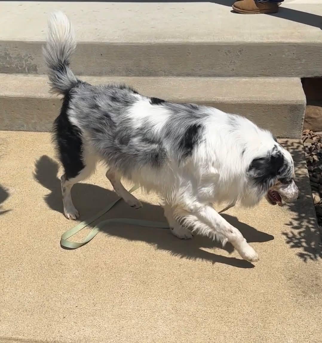 Boone, a ADOPTABLE Australian Shepherd in Alexandria, VA image 3/4