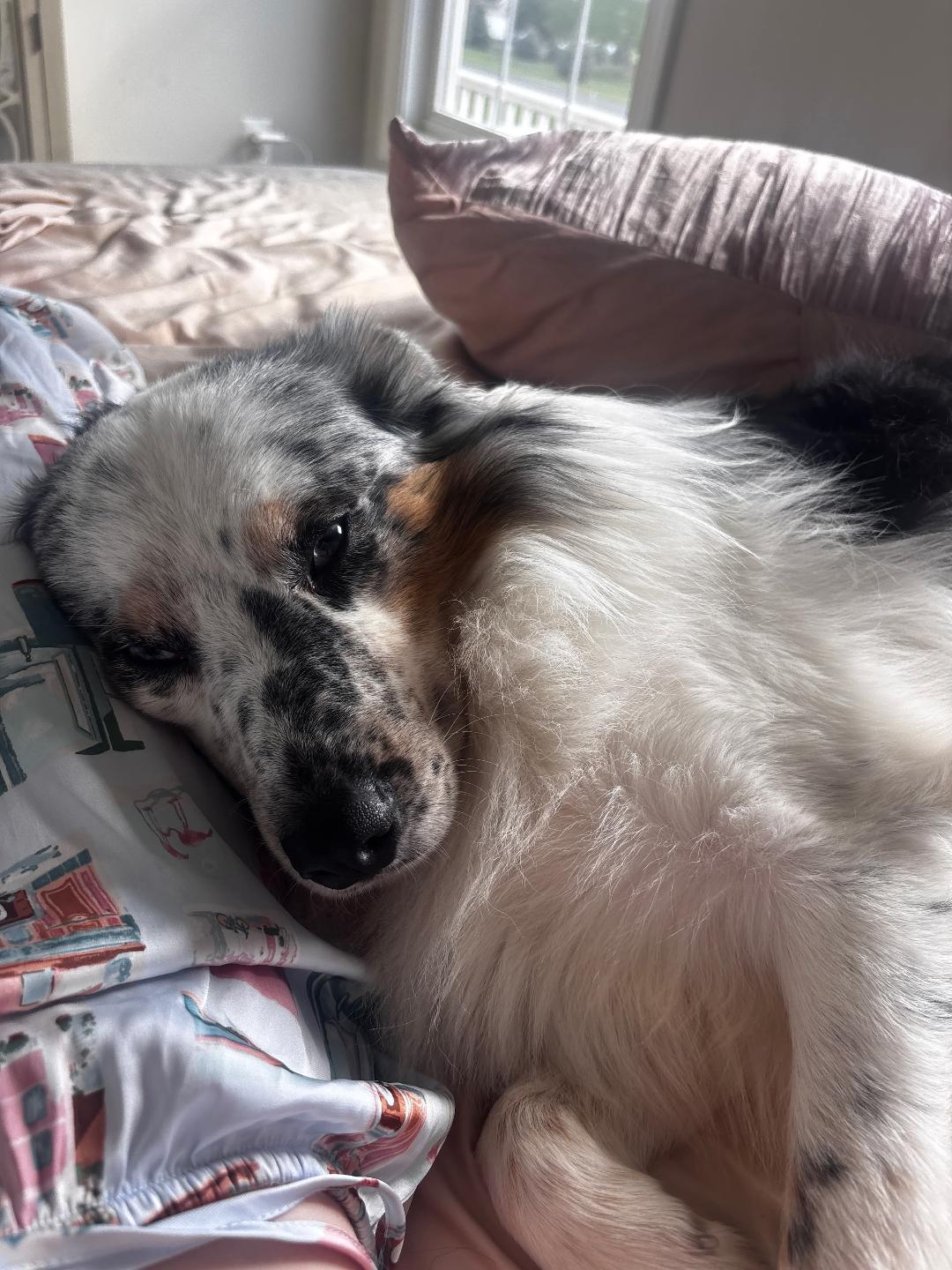 Boone, a ADOPTABLE Australian Shepherd in Alexandria, VA image 4/4
