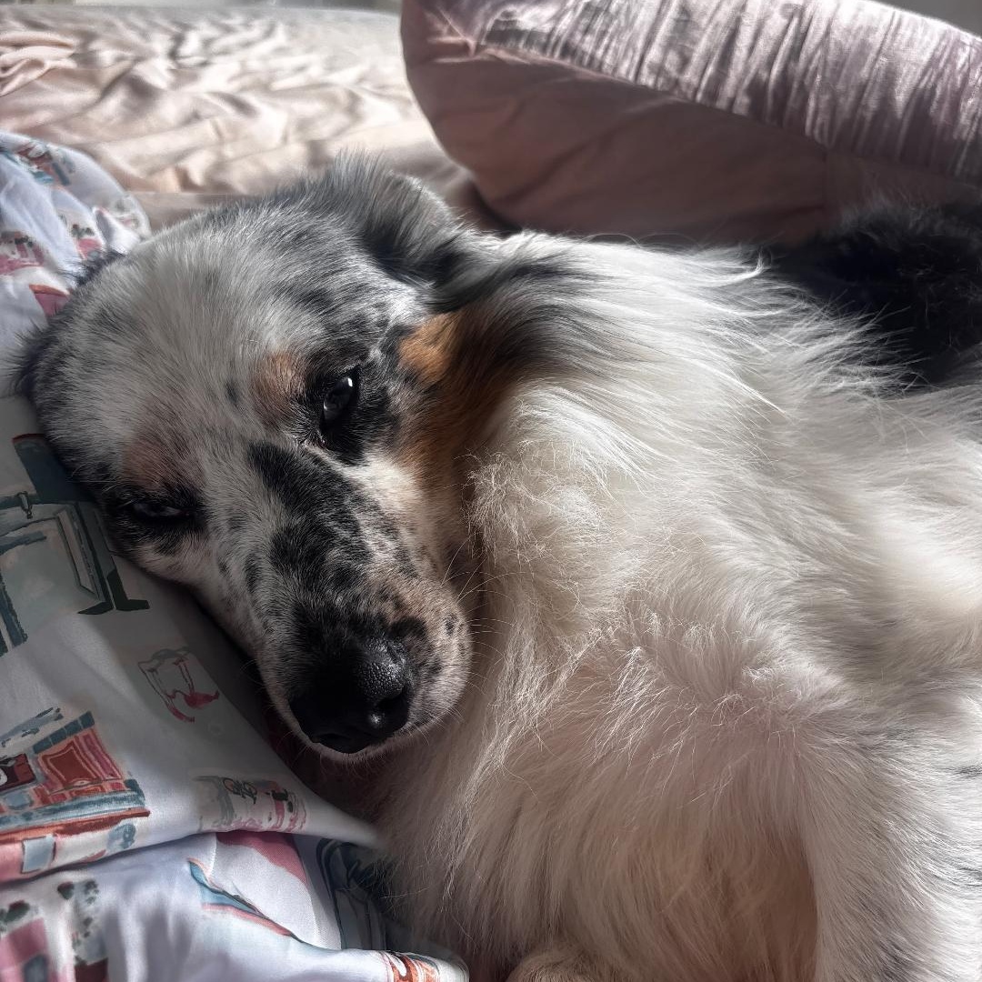 Enlarge Boone, an adoptable Australian Shepherd in Alexandria, VA image 6/6