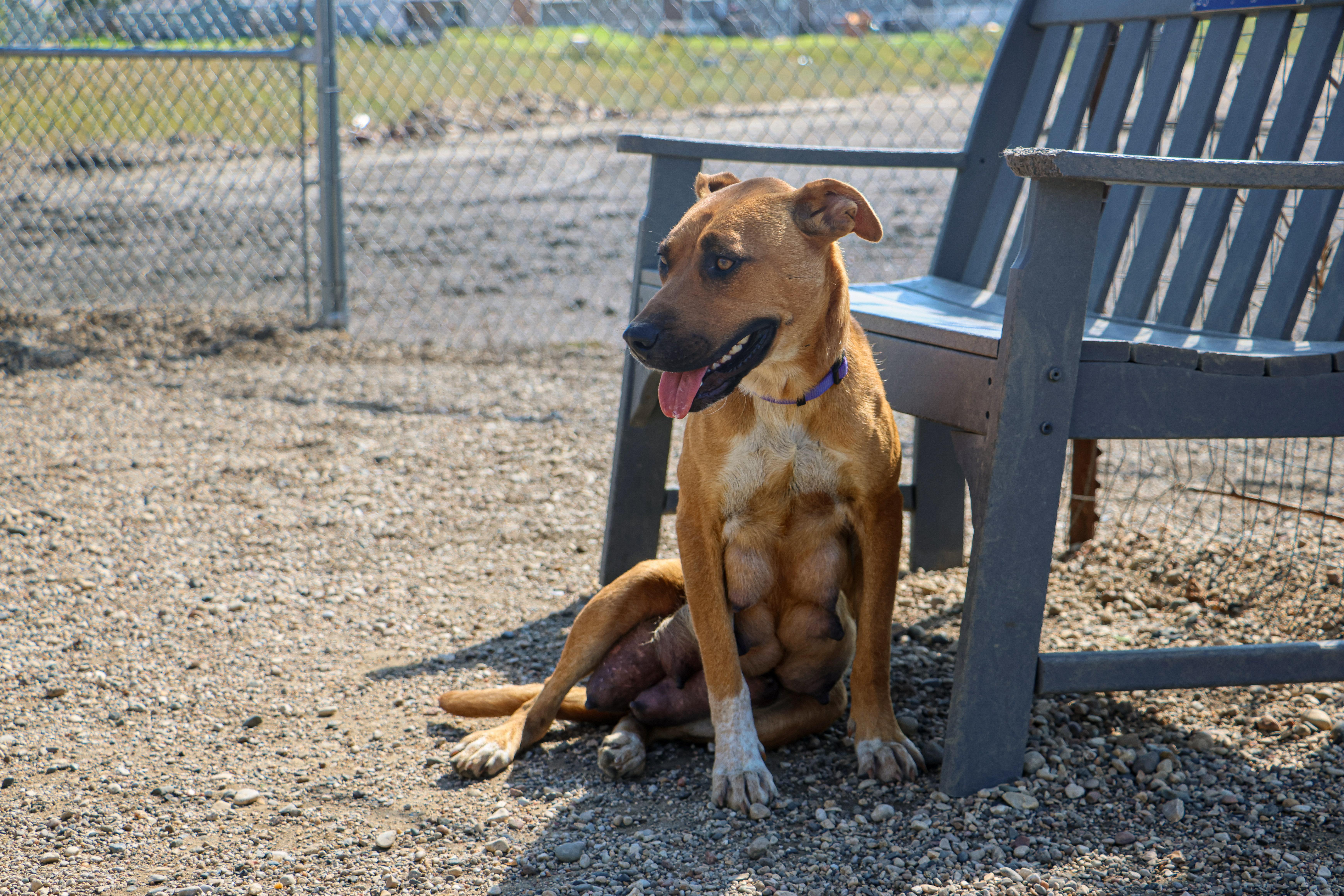 Chaos, Adoptable, Young Female Mixed Breed.