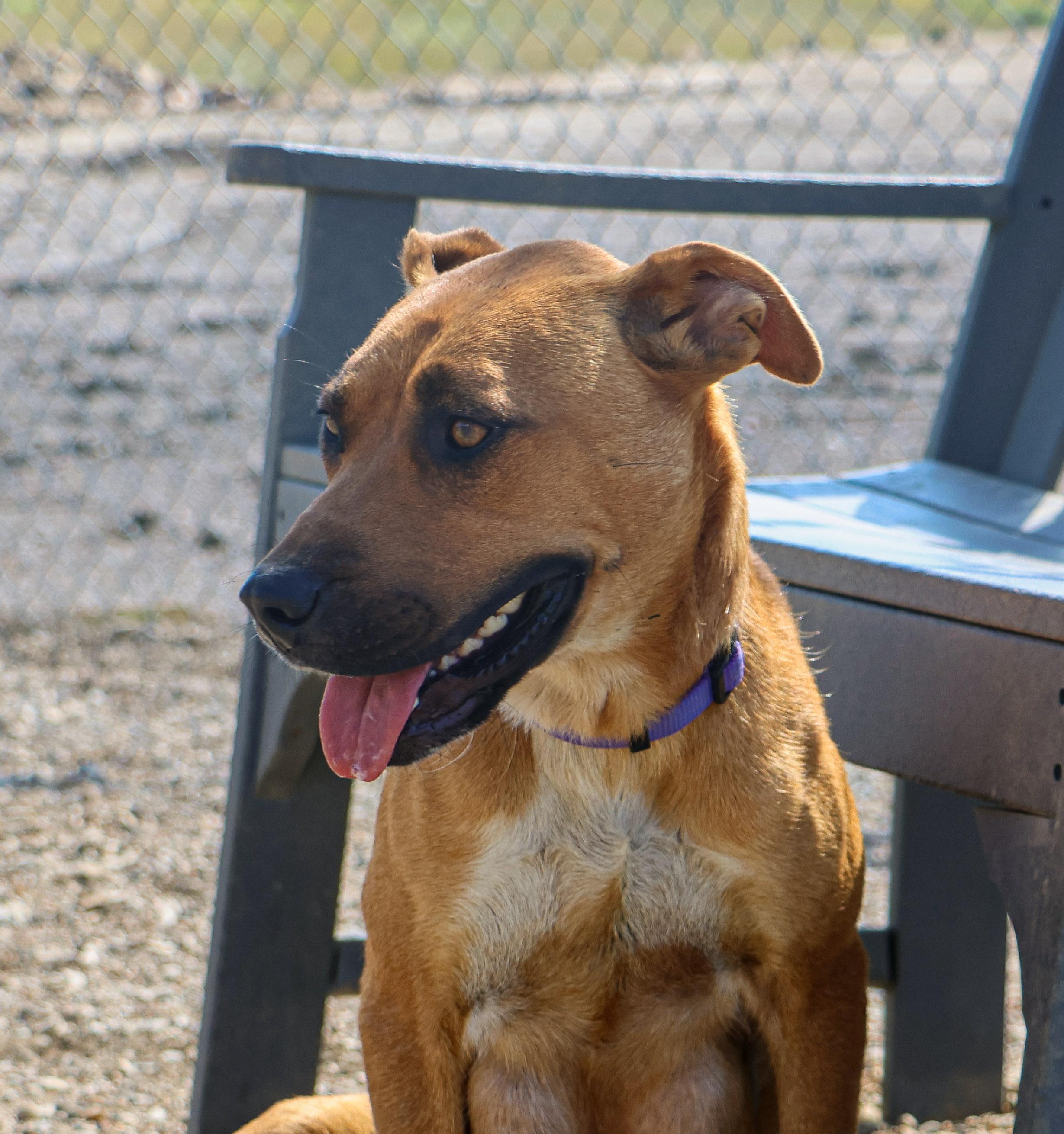 Chaos, a Adoptable Mixed Breed image 2/4