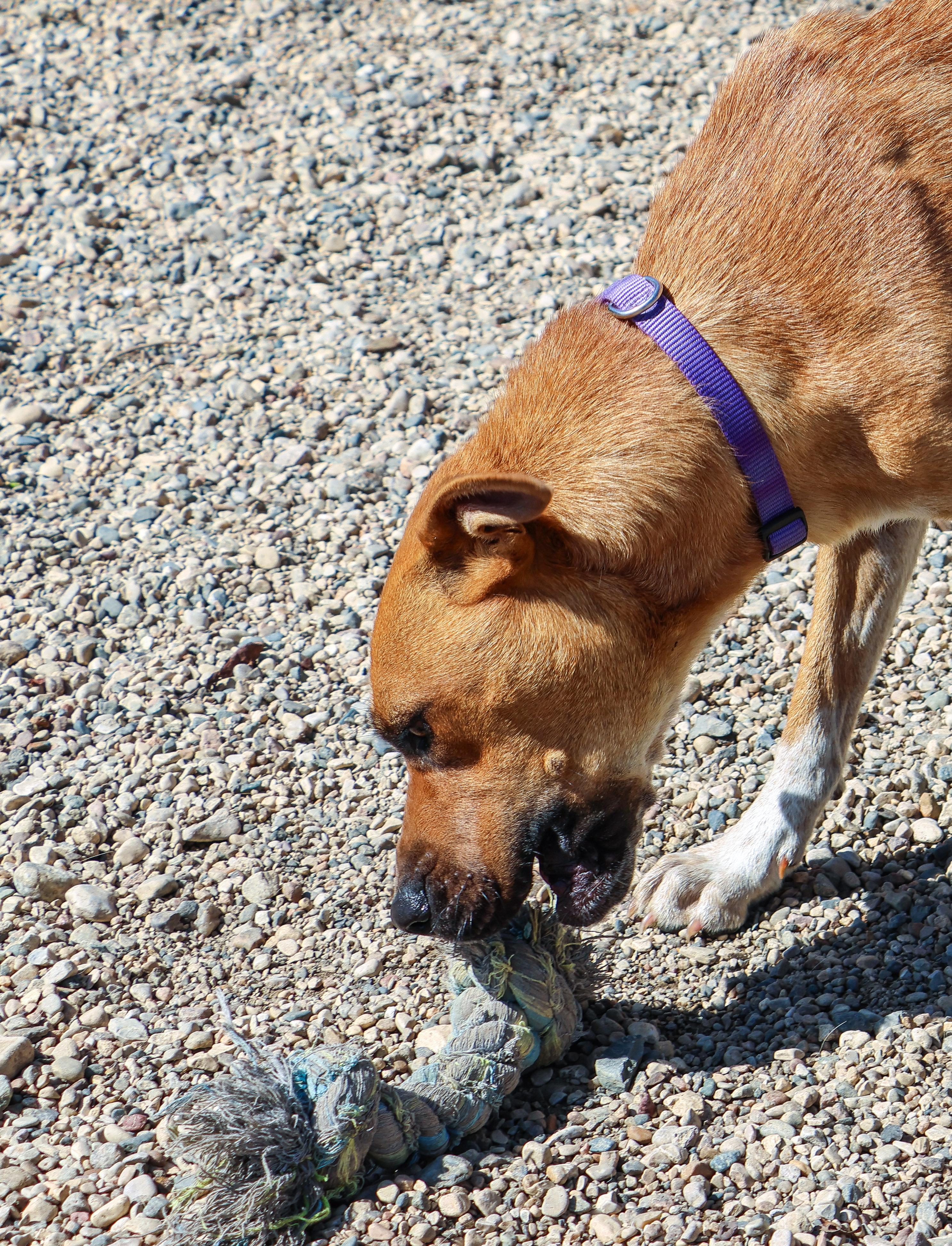 Chaos, a Adoptable Mixed Breed image 3/4