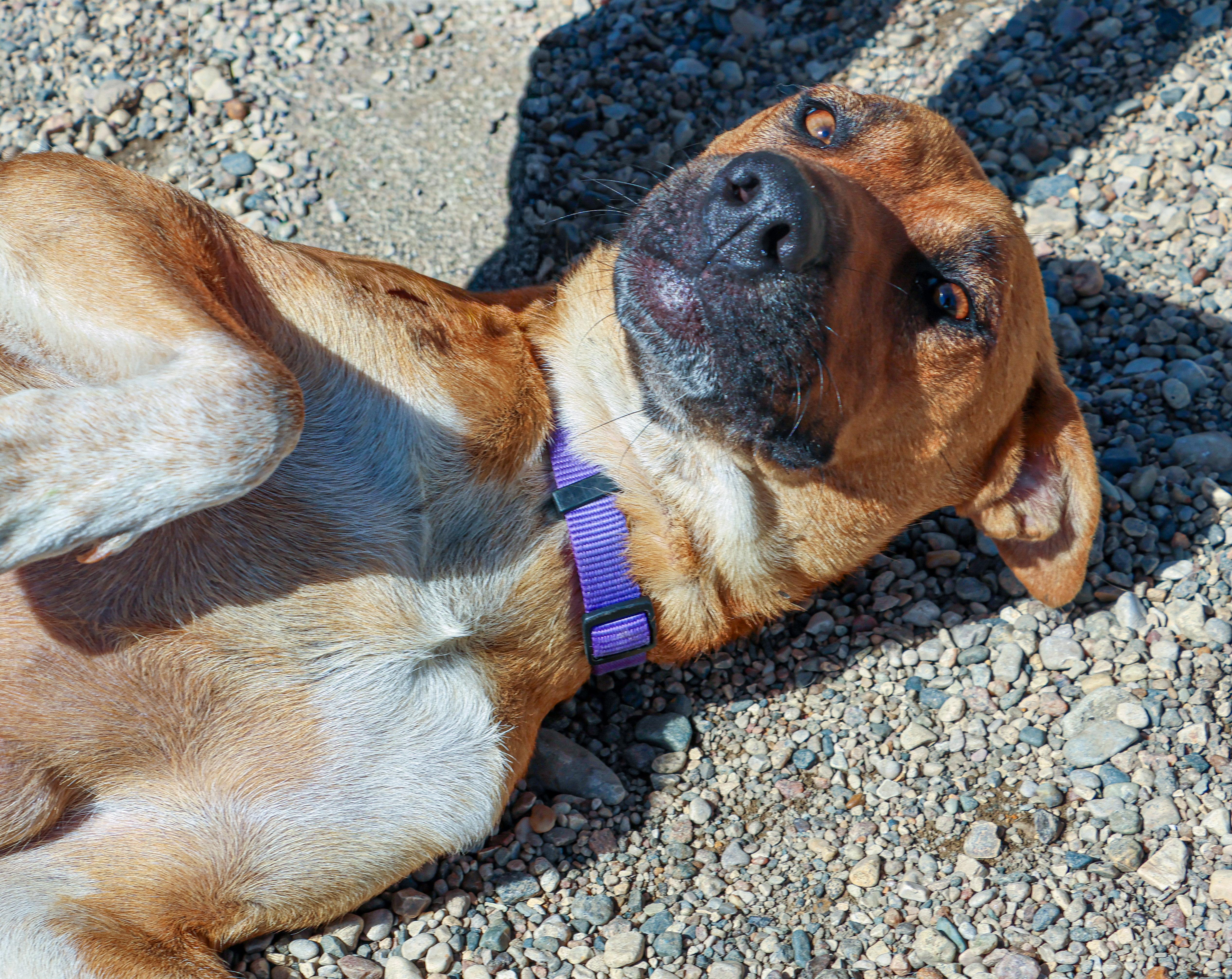 Chaos, a Adoptable Mixed Breed image 4/4