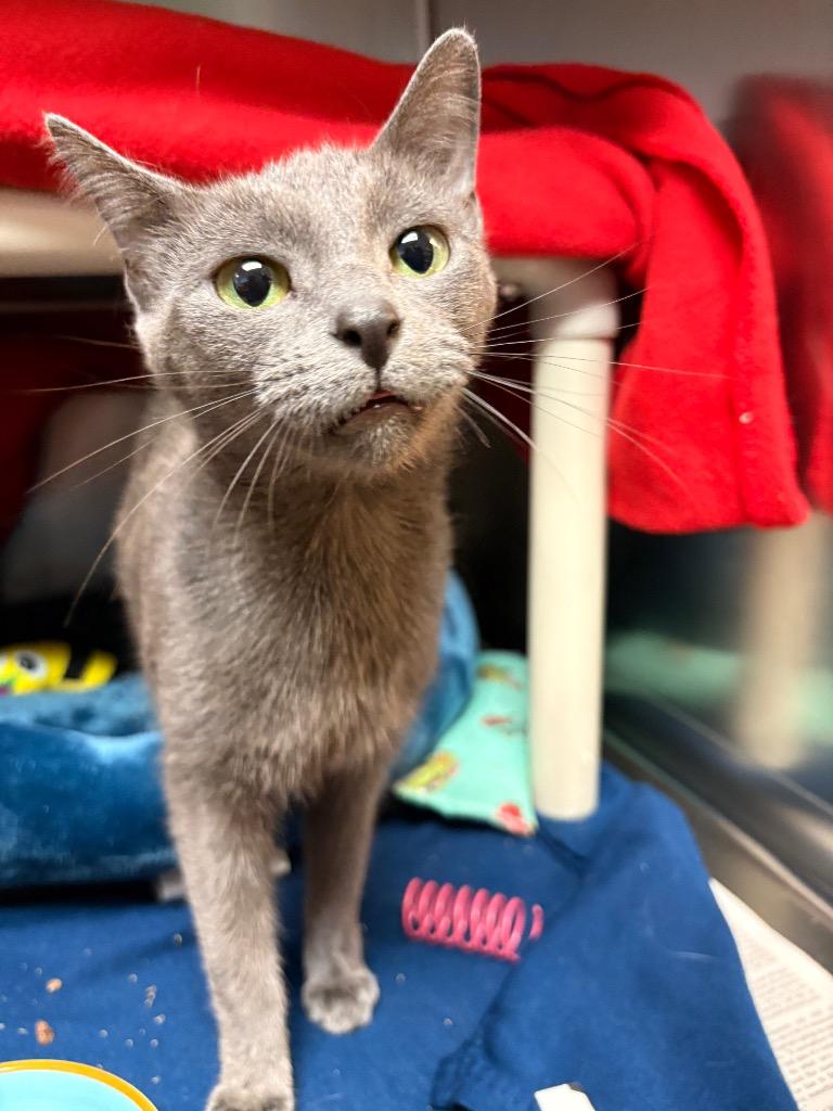 Gracie, Adoptable, Young Female Domestic Medium Hair.