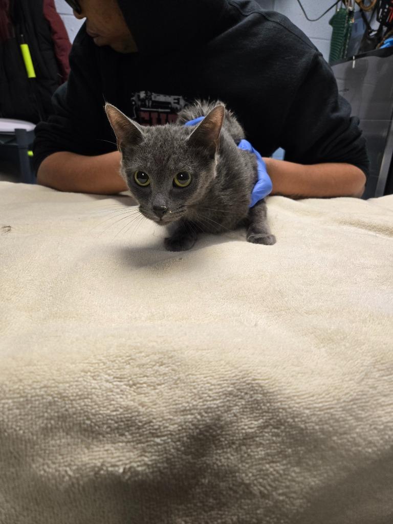 Enlarge Gracie, a Adoptable mixed breed in Detroit, MI image 2/2