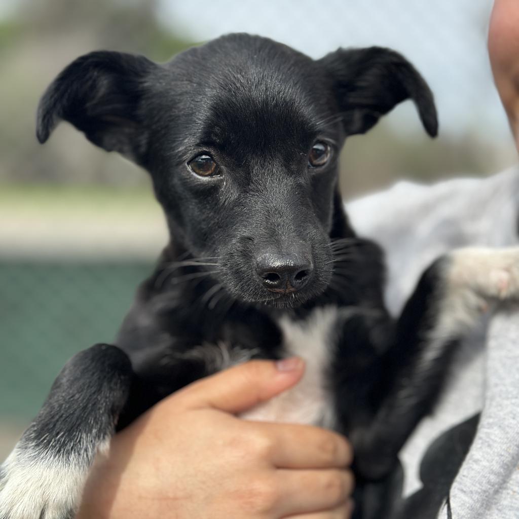 Branch, Adoptable, Adult Male Mixed Breed.