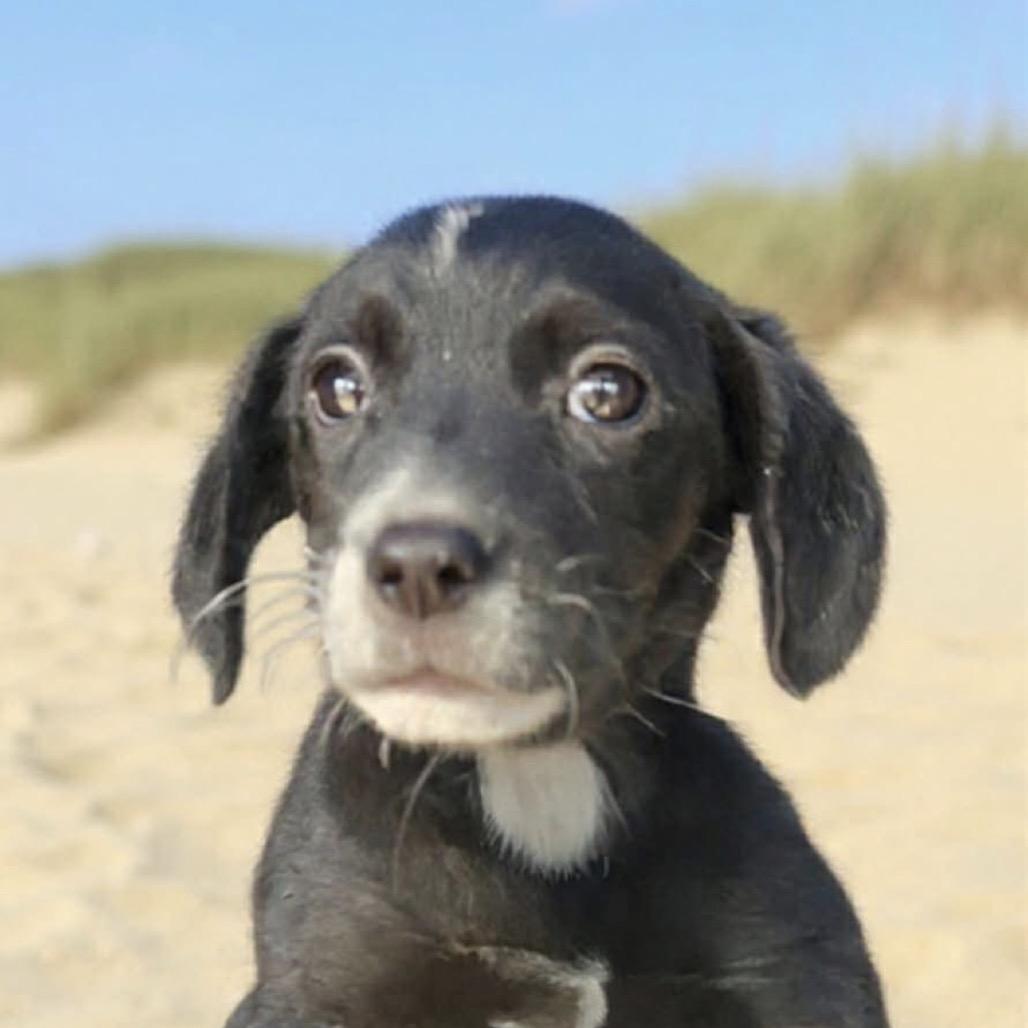 St Claude, Adoptable, Puppy Male Australian Shepherd & Brittany Spaniel.