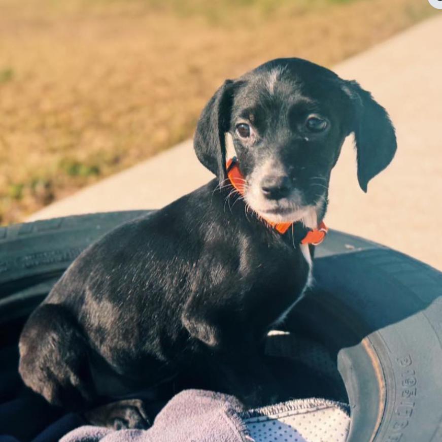 Enlarge St Claude, a Adoptable mixed breed in Baton Rouge, LA image 2/5