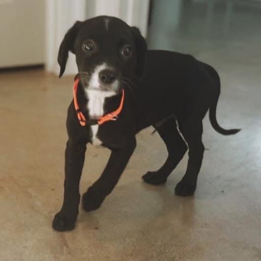 Enlarge St Claude, a Adoptable mixed breed in Baton Rouge, LA image 3/5