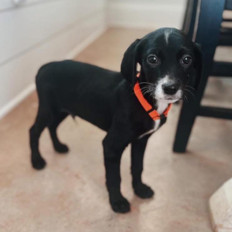 Enlarge St Claude, a Adoptable mixed breed in Baton Rouge, LA image 4/5