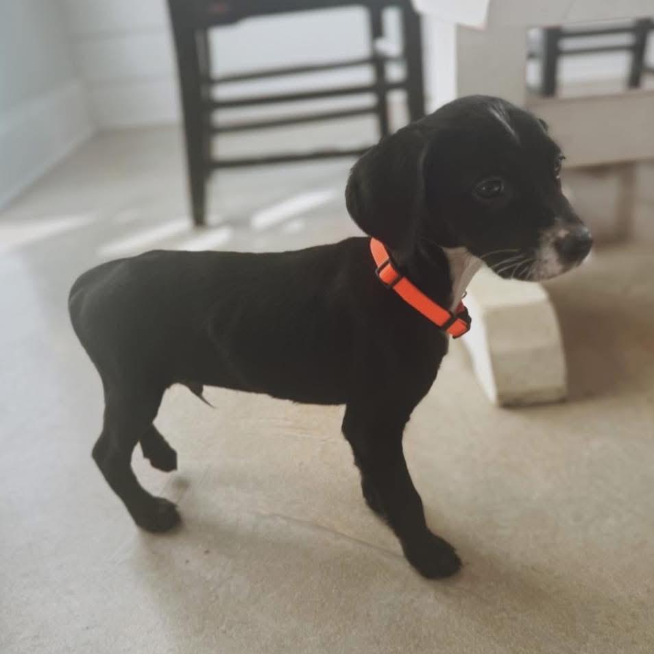 Enlarge St Claude, a Adoptable mixed breed in Baton Rouge, LA image 5/5