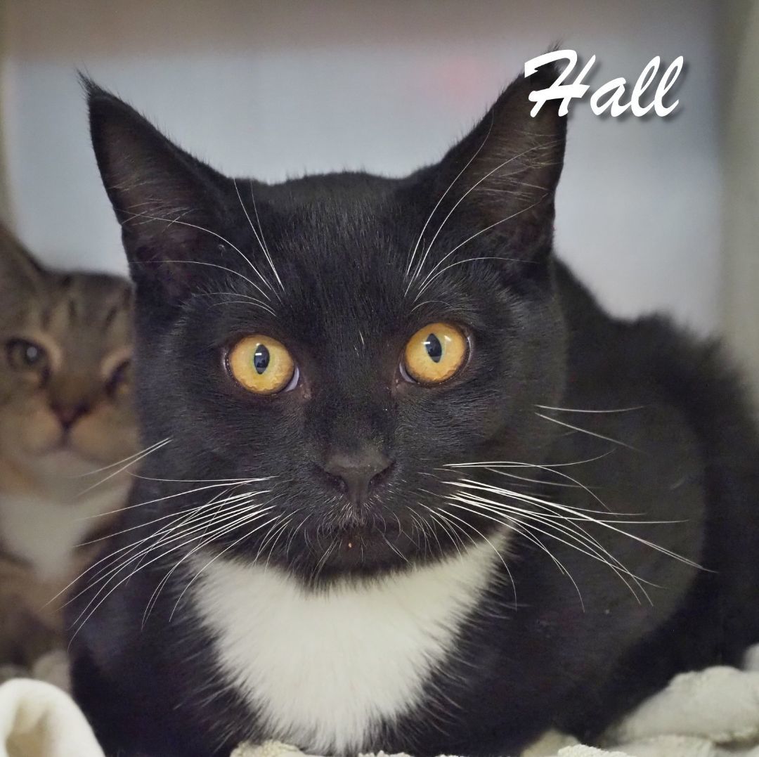Hall and Oates 2