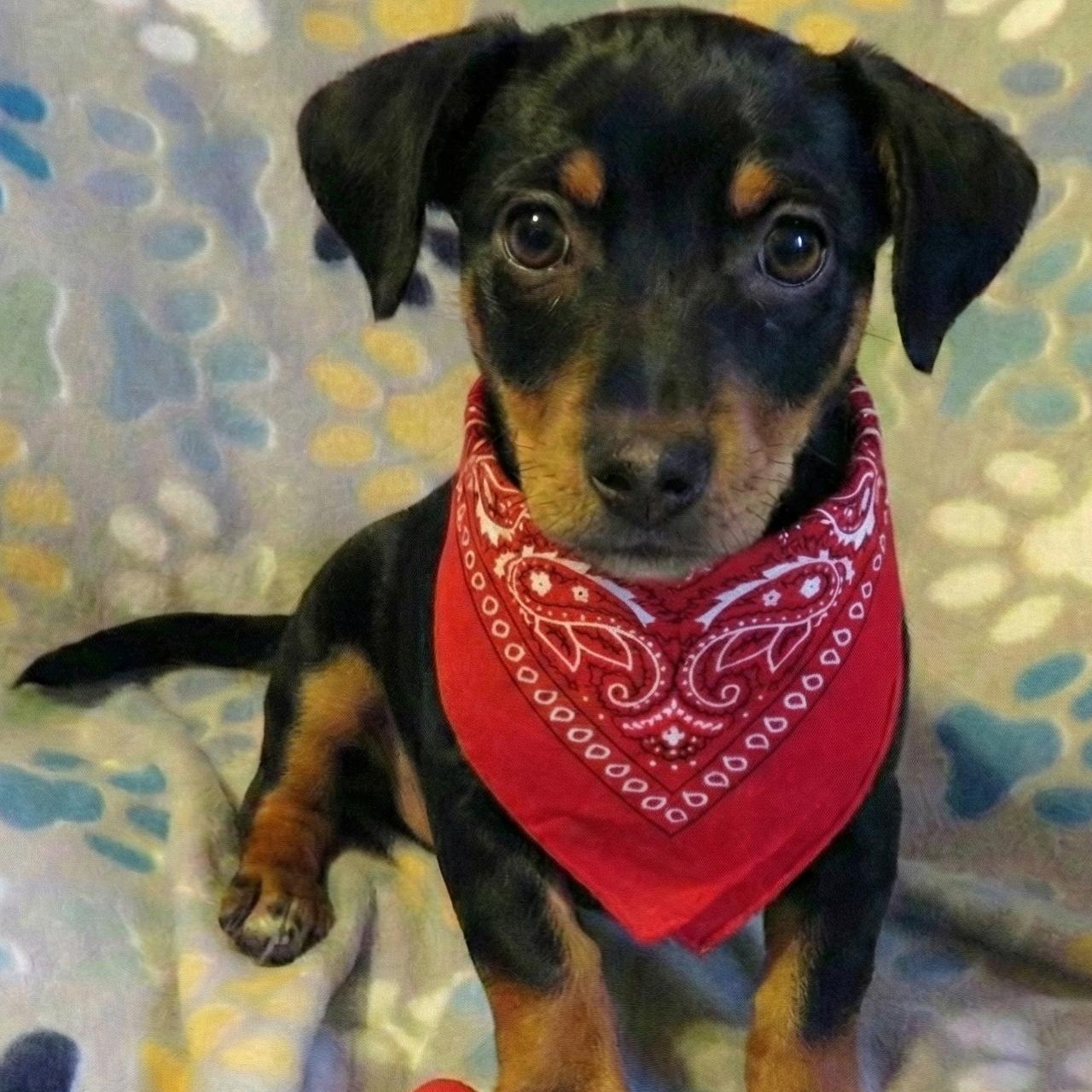 Enlarge Walker, a Adoptable mixed breed in Crown Point, IN image 1/3