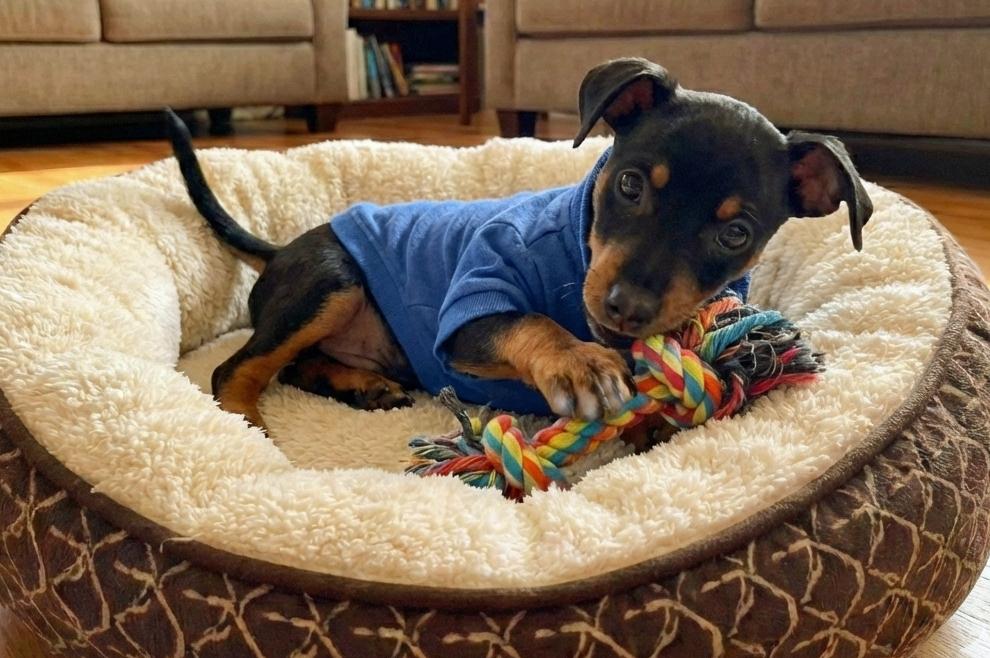 Enlarge Walker, a Adoptable mixed breed in Crown Point, IN image 2/3