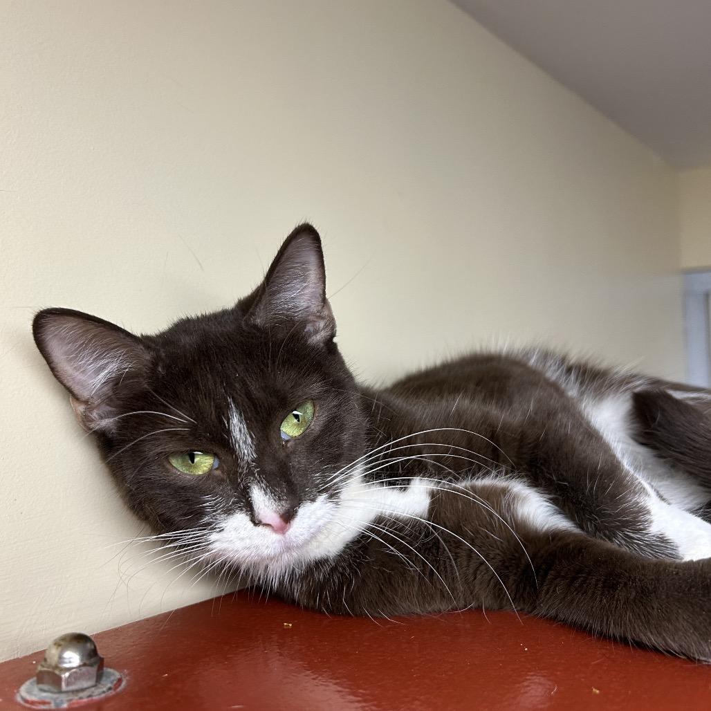 Betty, a Adoptable Domestic Medium Hair in Bedford, NH image 1/3