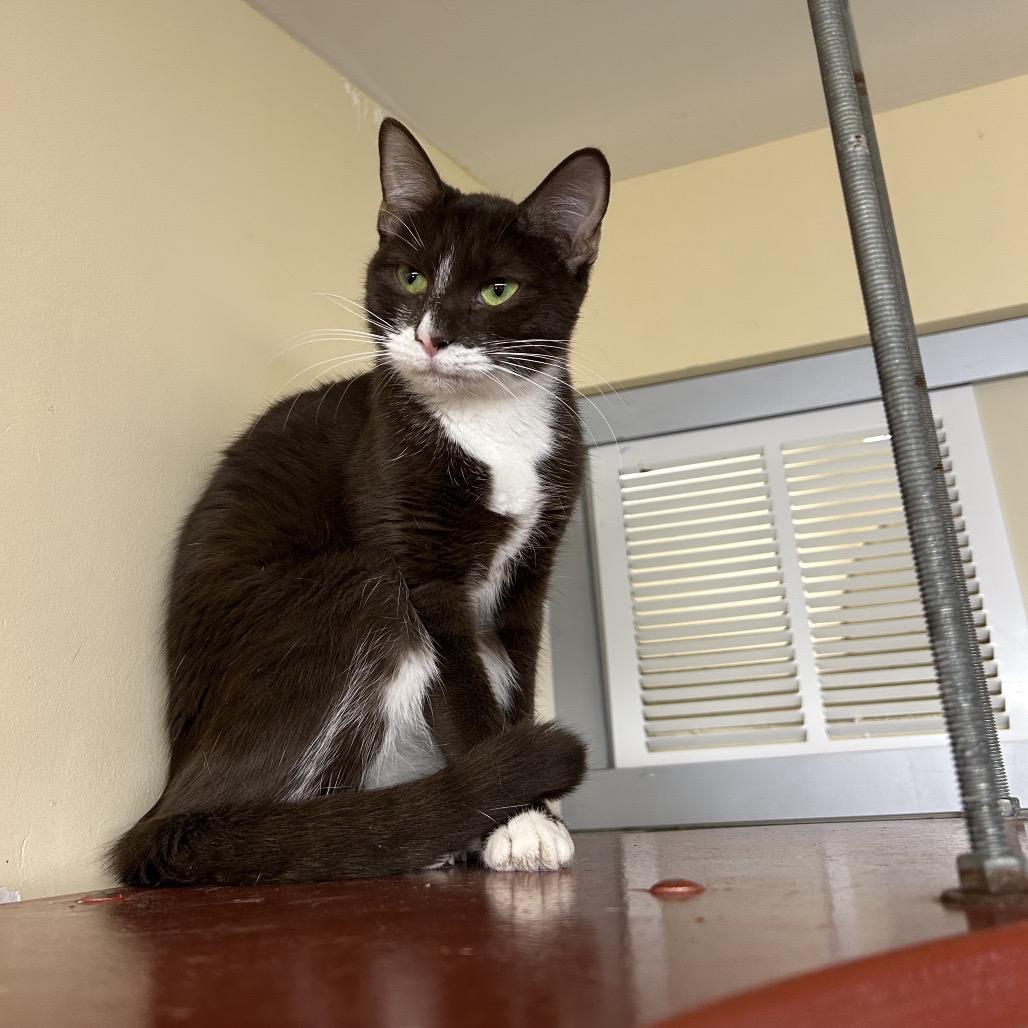 Betty, a Adoptable Domestic Medium Hair in Bedford, NH image 2/3