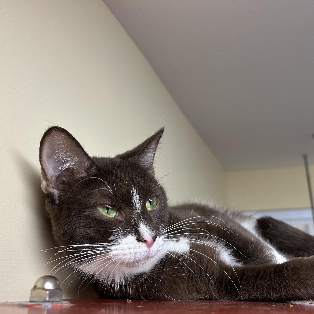 Betty, a Adoptable Domestic Medium Hair in Bedford, NH image 3/3