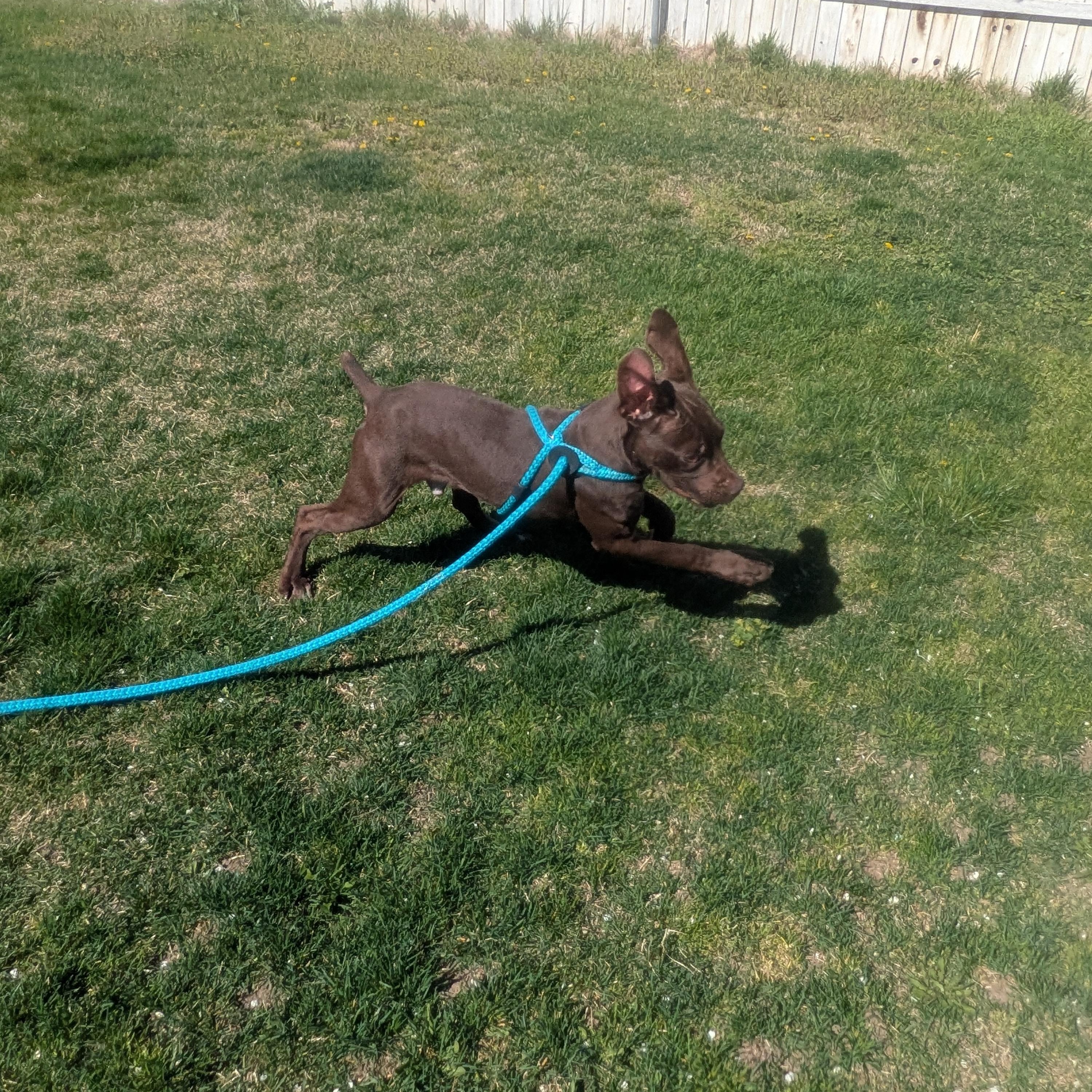 Enlarge Copper, an adopted Cane Corso in Hermiston, OR image 2/4