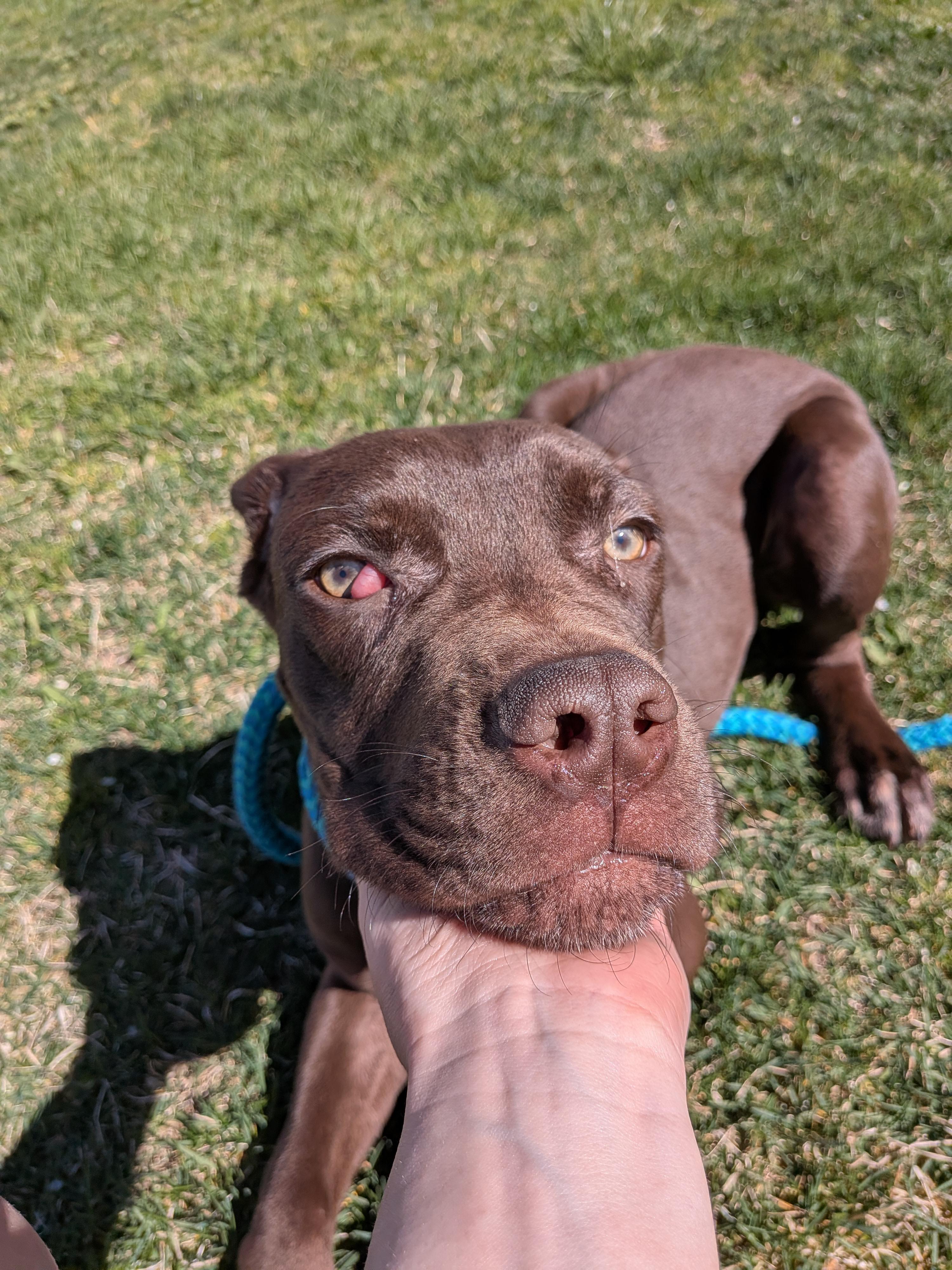 Enlarge Copper, an adopted Cane Corso in Hermiston, OR image 4/4