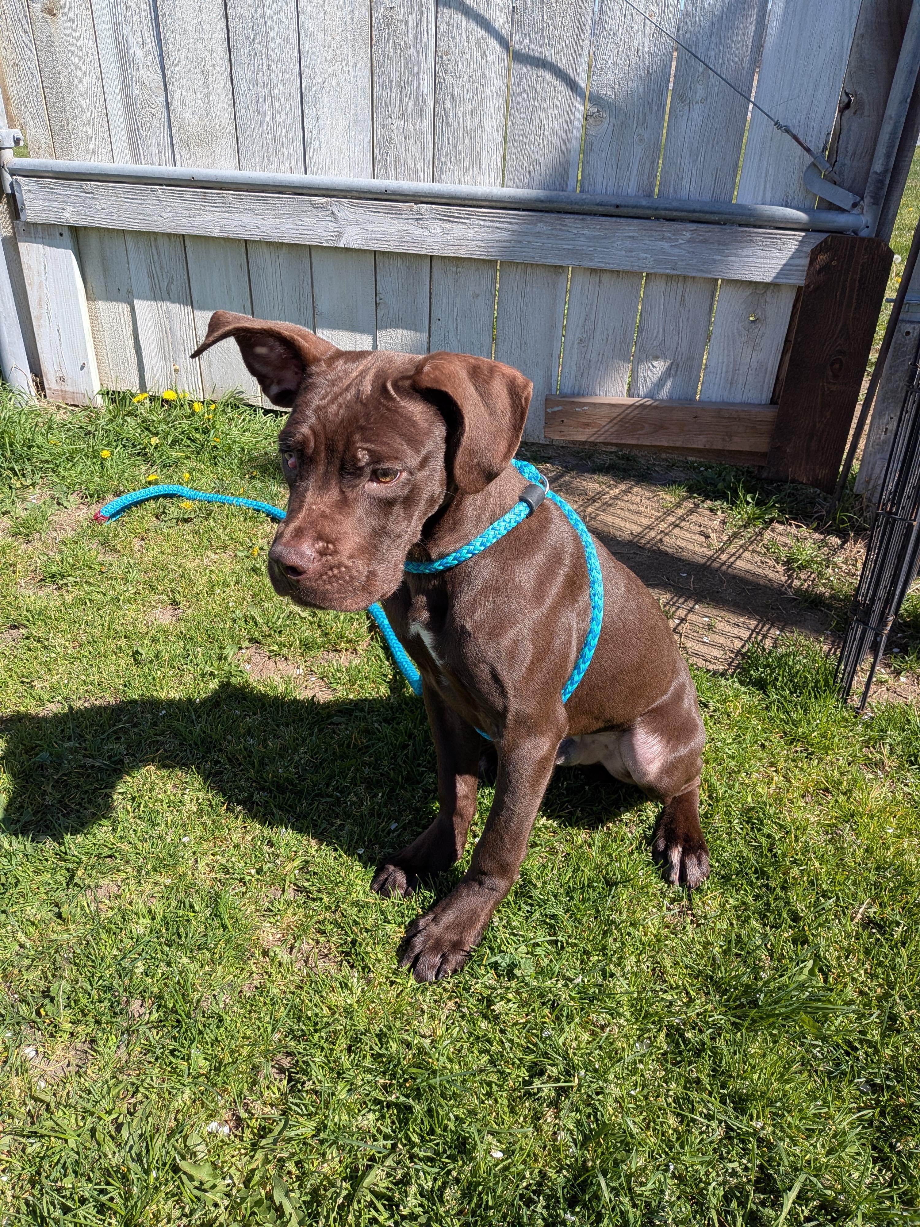 Enlarge Copper, an adopted Cane Corso in Hermiston, OR image 3/4