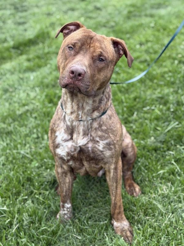 Ribot, Adoptable, Young Male Pit Bull Terrier.
