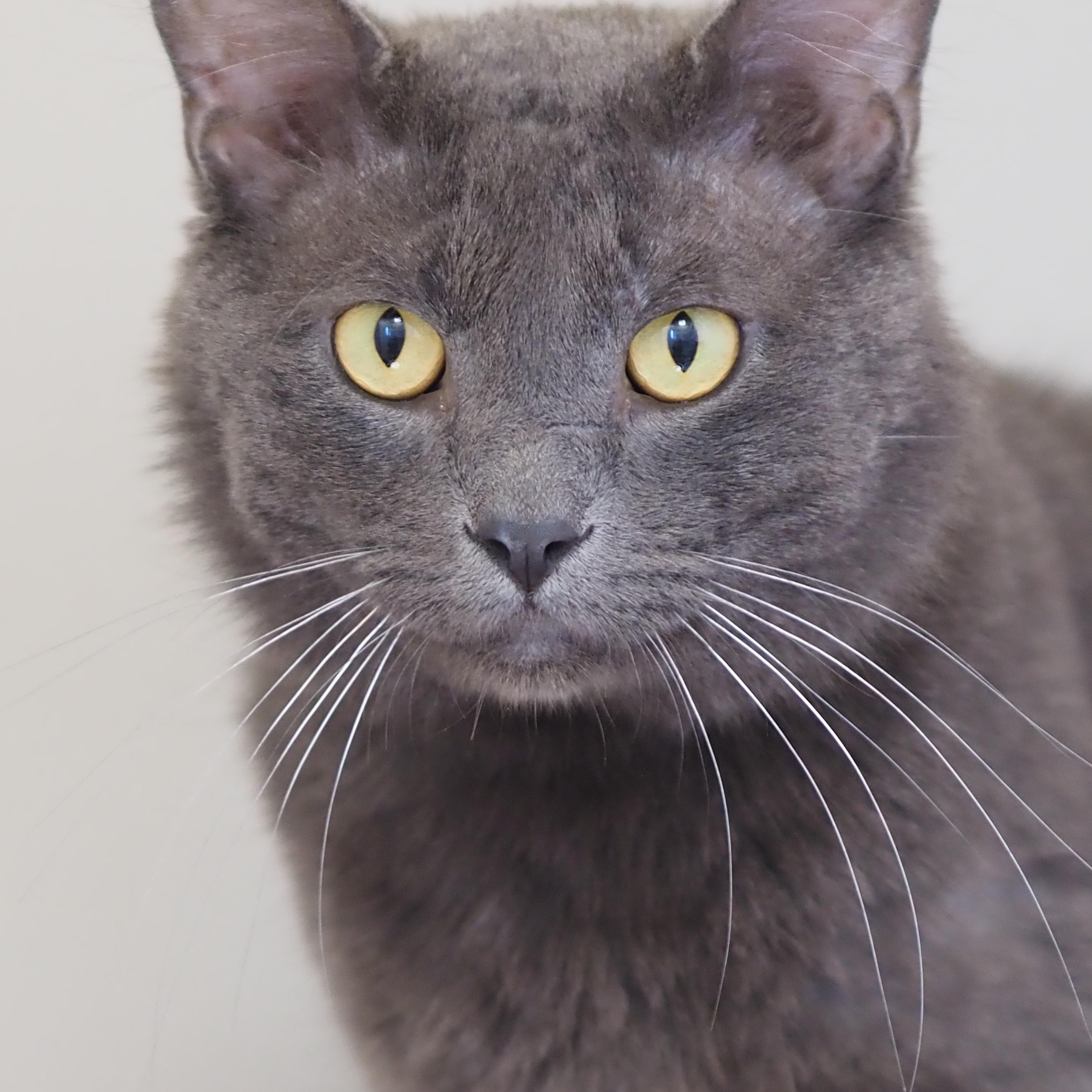 Goose, Adoptable, Adult Male Chartreux.