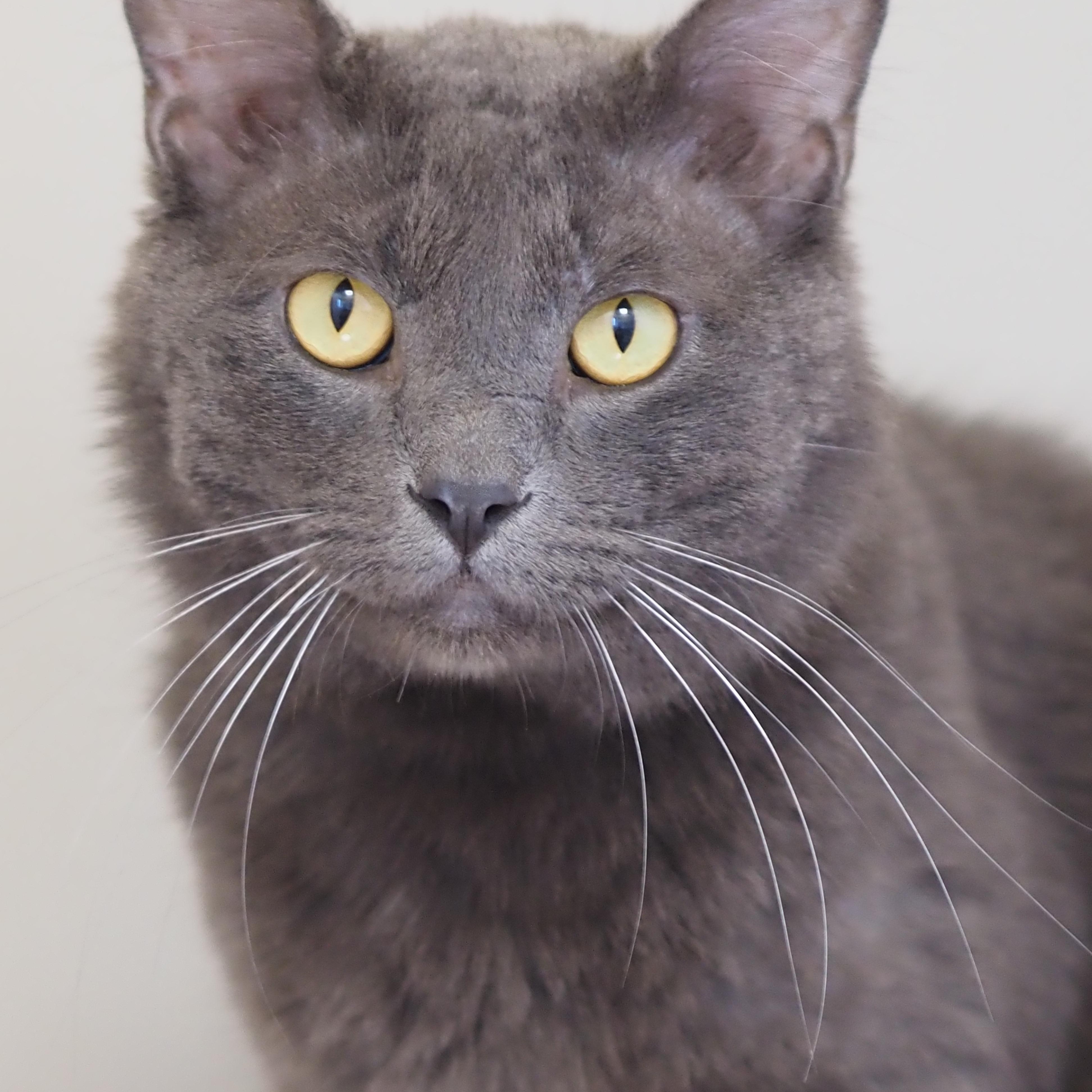 Enlarge Goose, a Adoptable Chartreux in Buena Vista, CO image 3/3