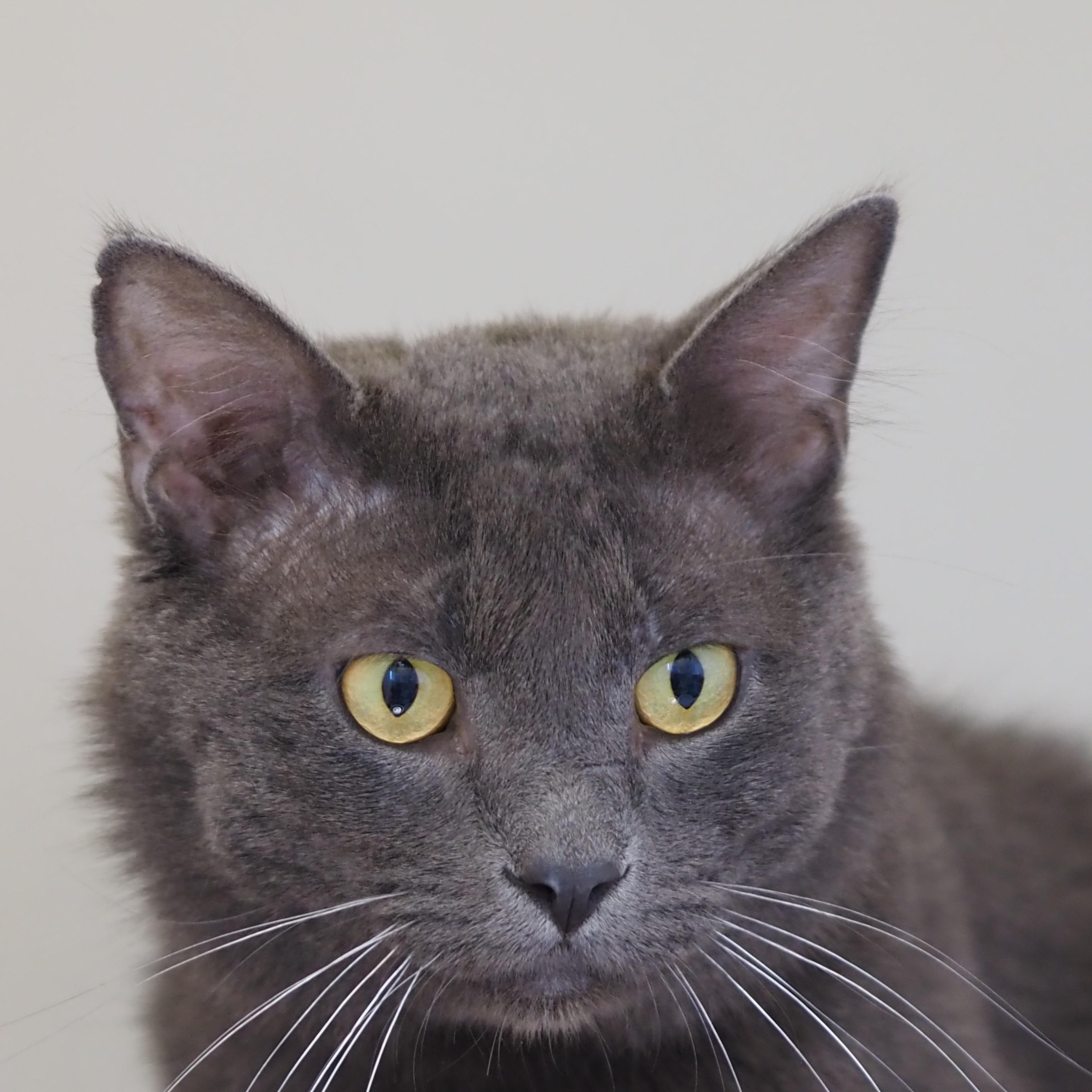 Enlarge Goose, a Adoptable Chartreux in Buena Vista, CO image 2/3