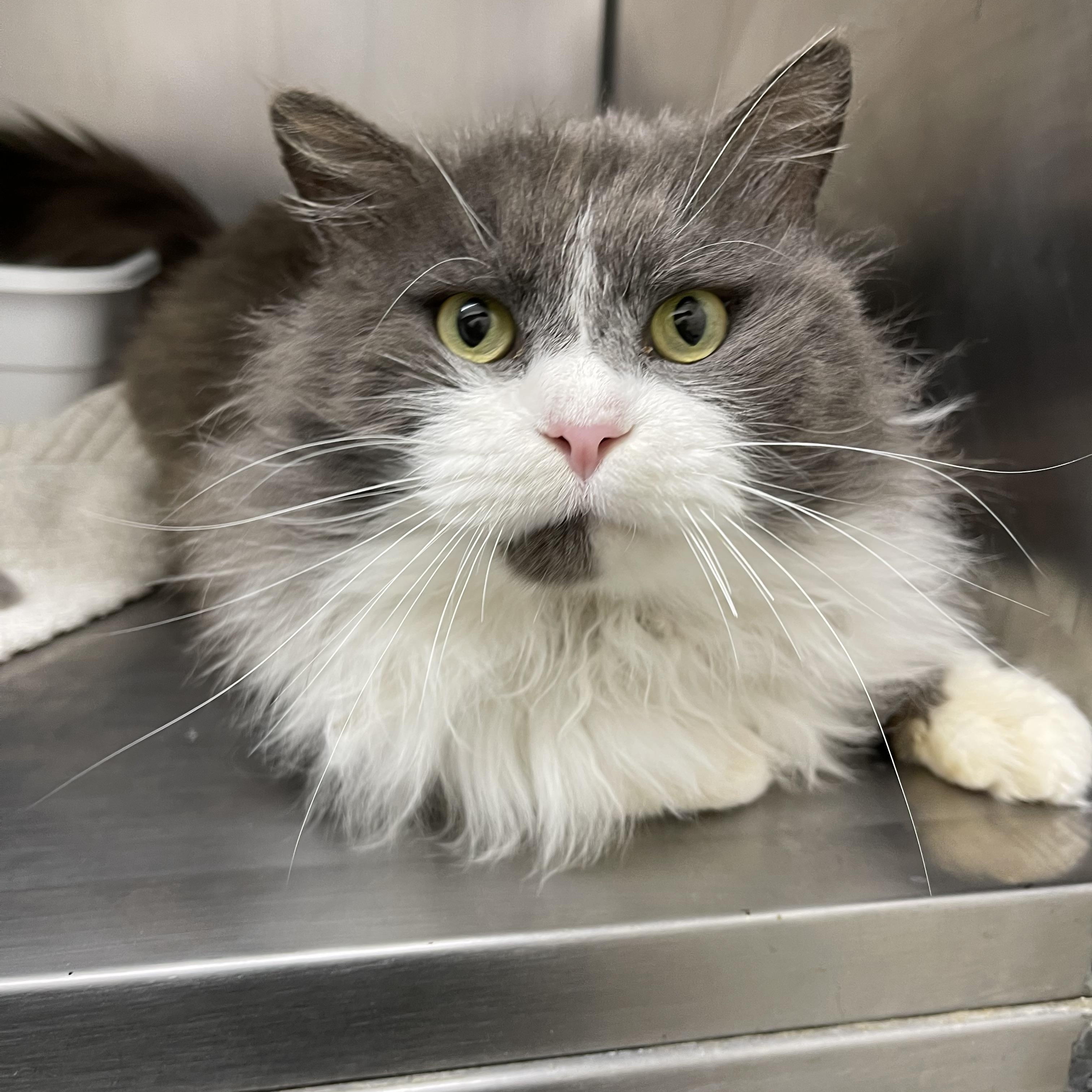 Enlarge Buddy, a ADOPTABLE Domestic Long Hair in Farmville, VA image 1/1