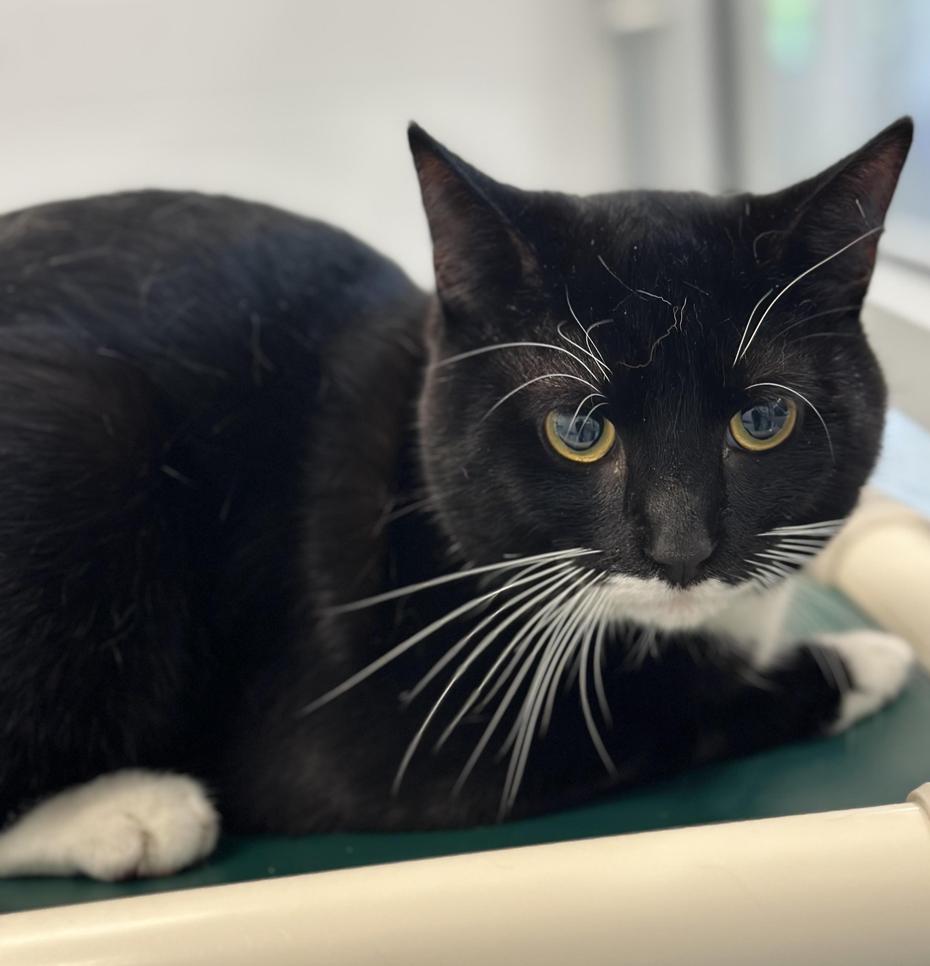 Charlie, ADOPTABLE, Adult Male Domestic Short Hair.