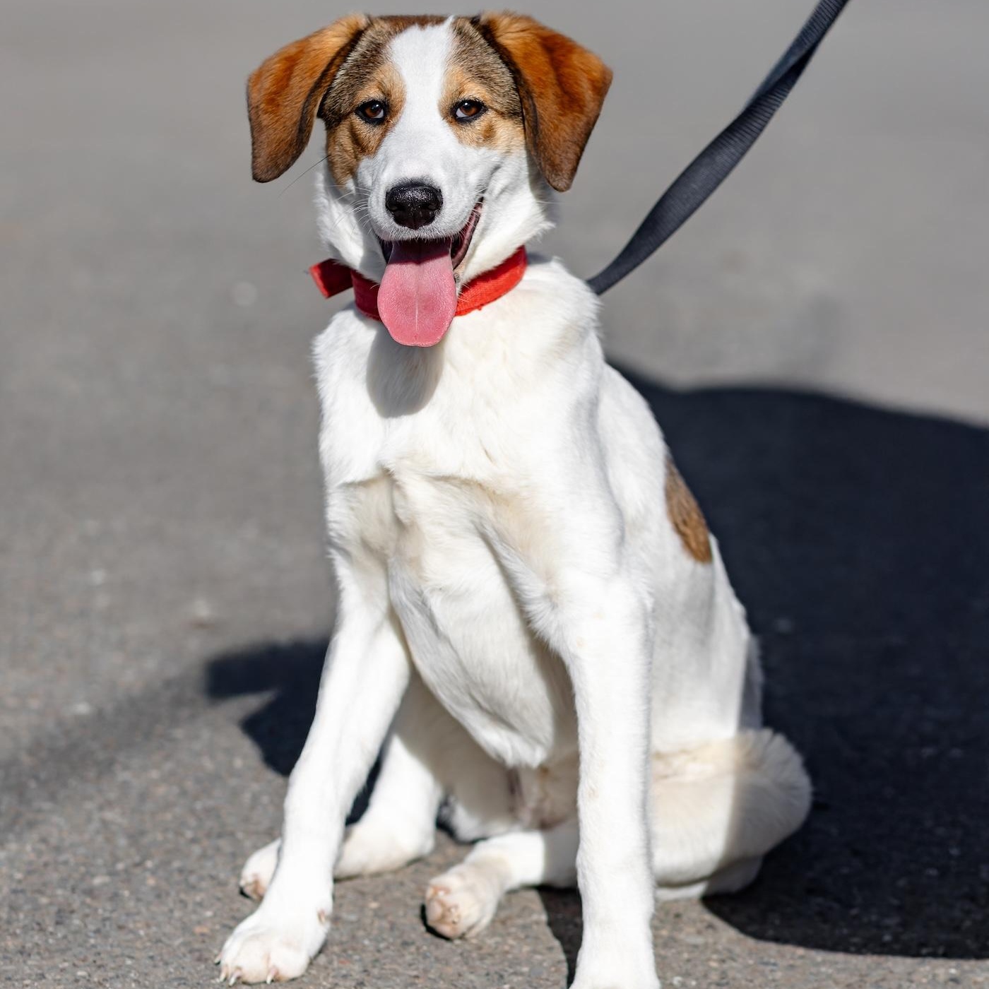 Enlarge Layla, a ADOPTABLE mixed breed in Morristown, NJ image 3/6